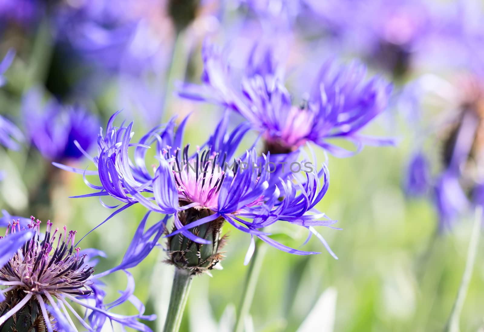 Blue cornflowers growing in a field