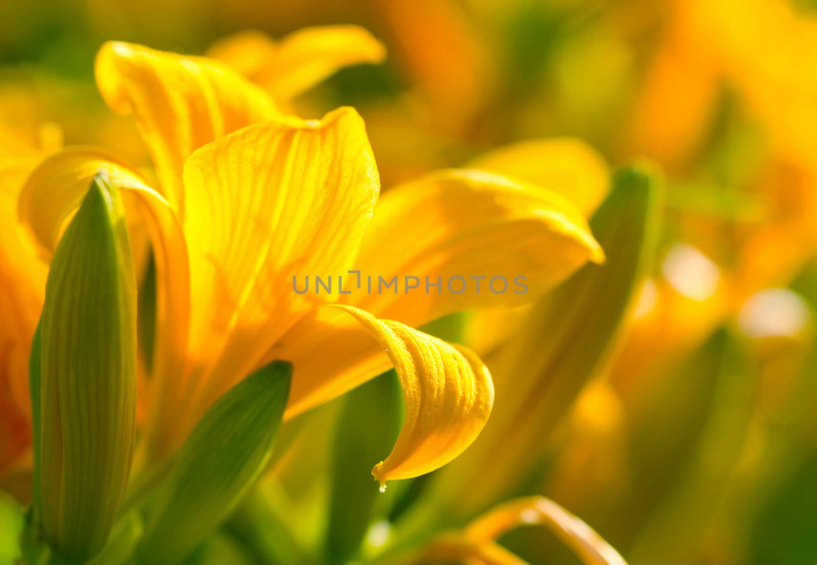 Lily flowers, yellow on green background
