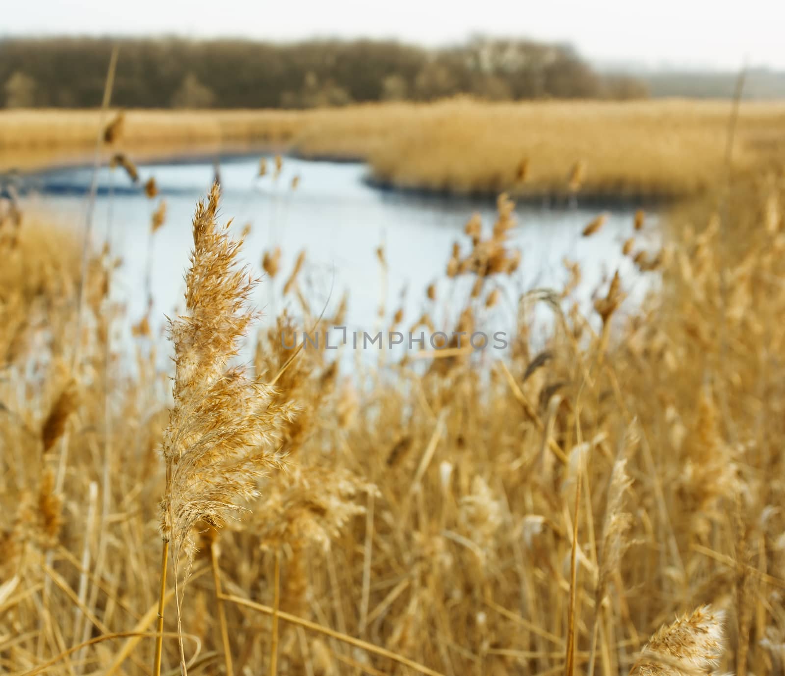Common reed (Phragmites), autumn background