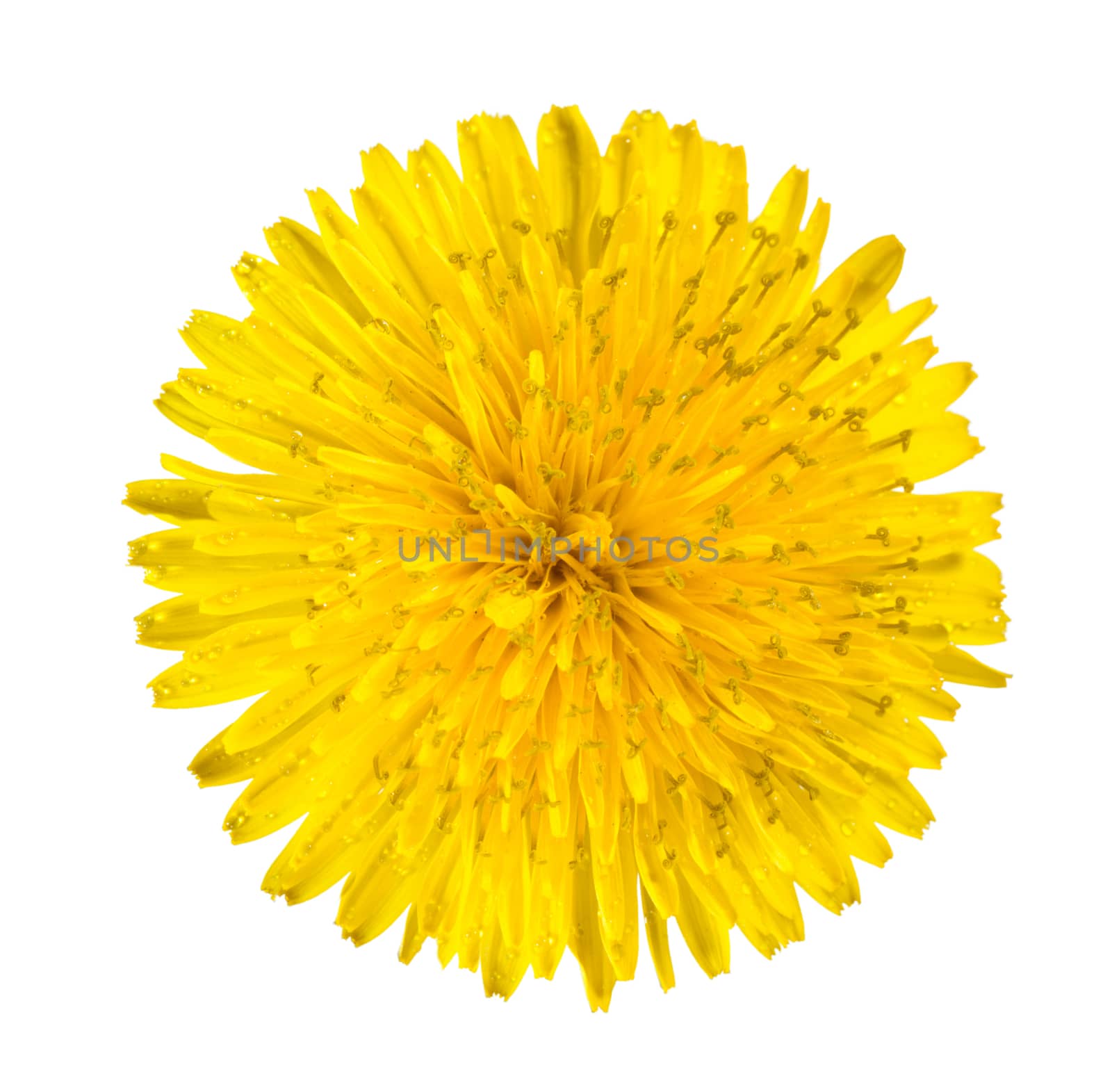 Yellow dandelion isolated on white