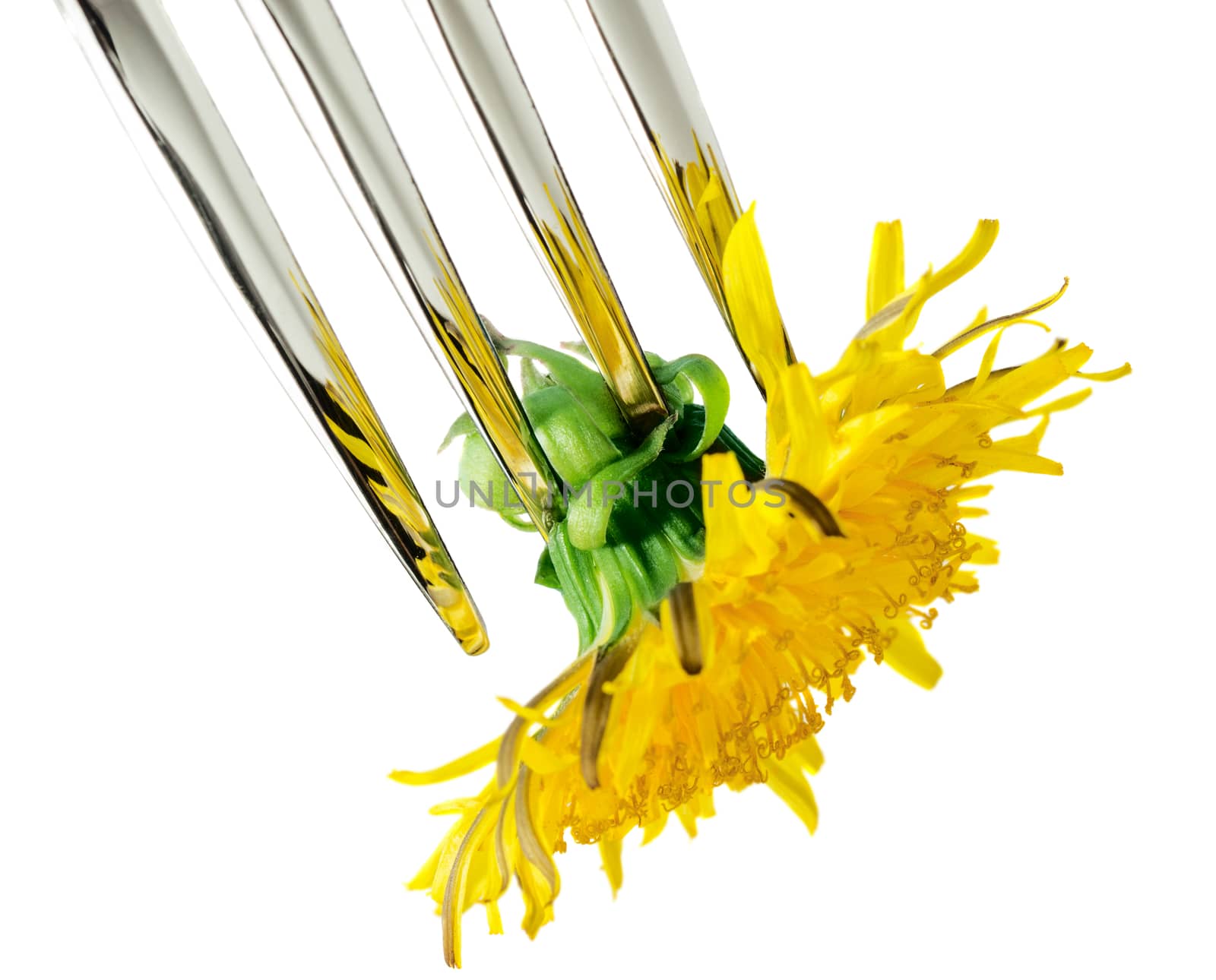 Vegetarian menu: fork with fresh dandelion