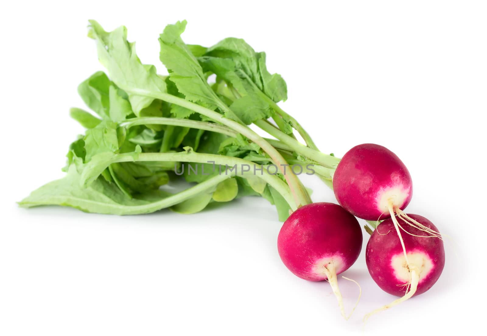 Three fresh radishes isolated on white background