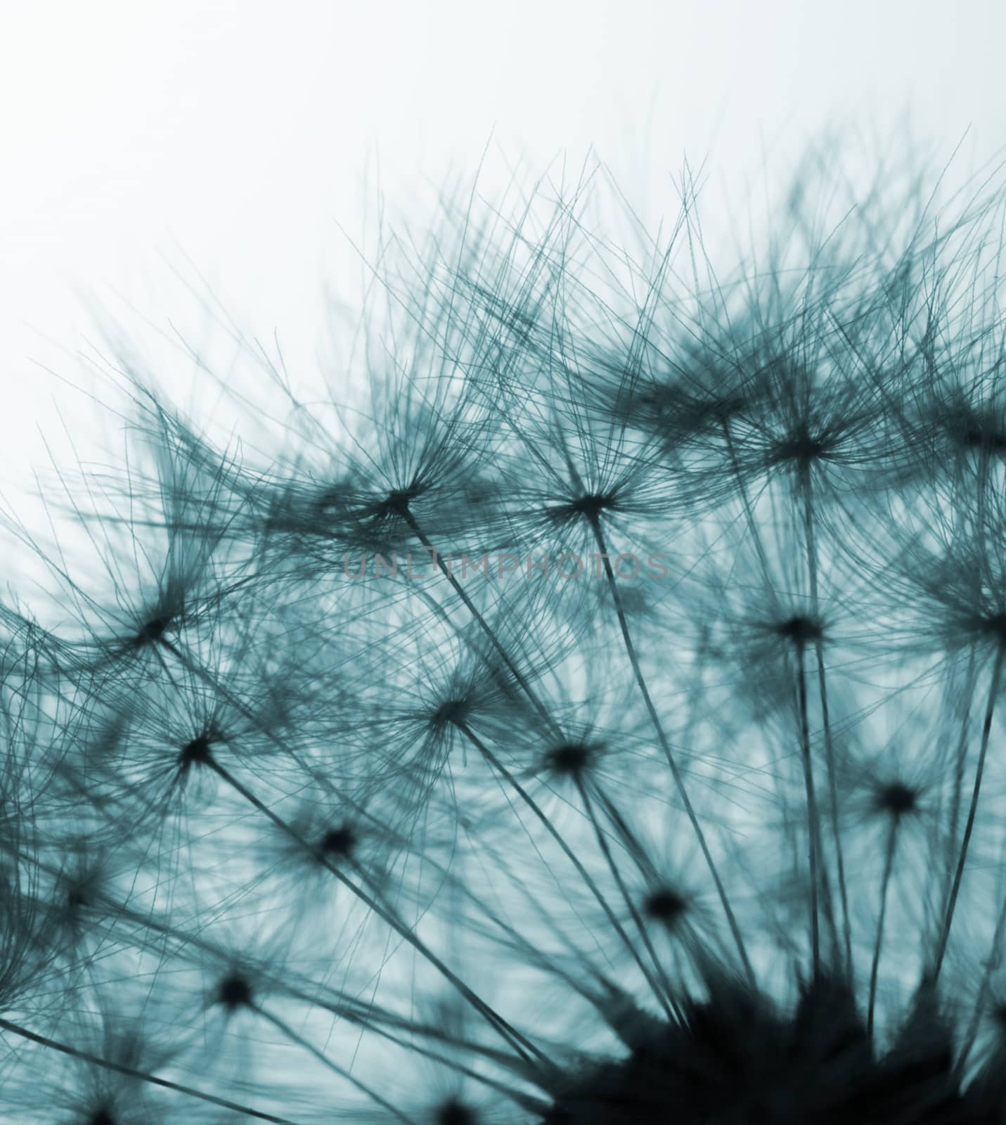 Closeup view of dandelion seeds