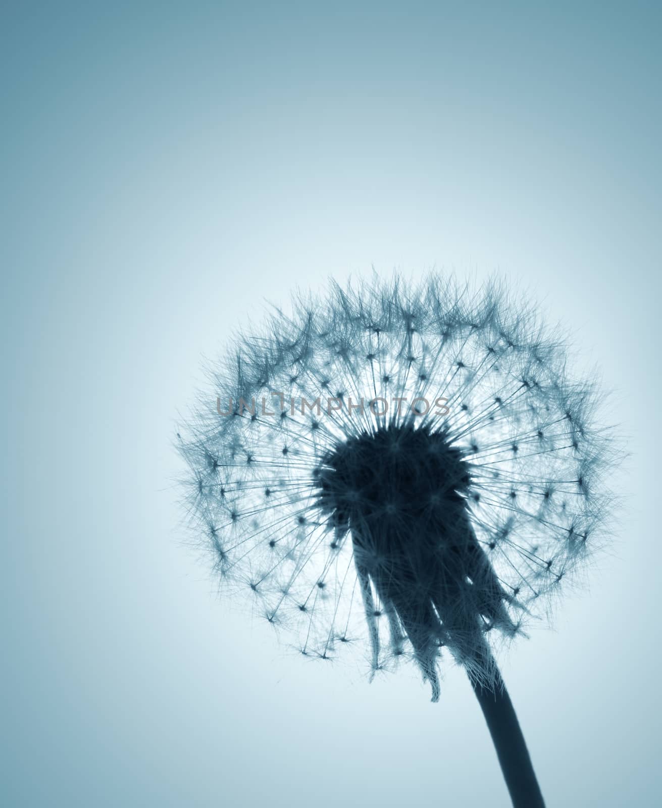 Dandelion with seeds on blue background