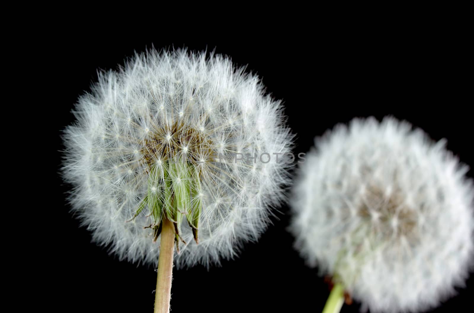 Dandelions with seeds on black background