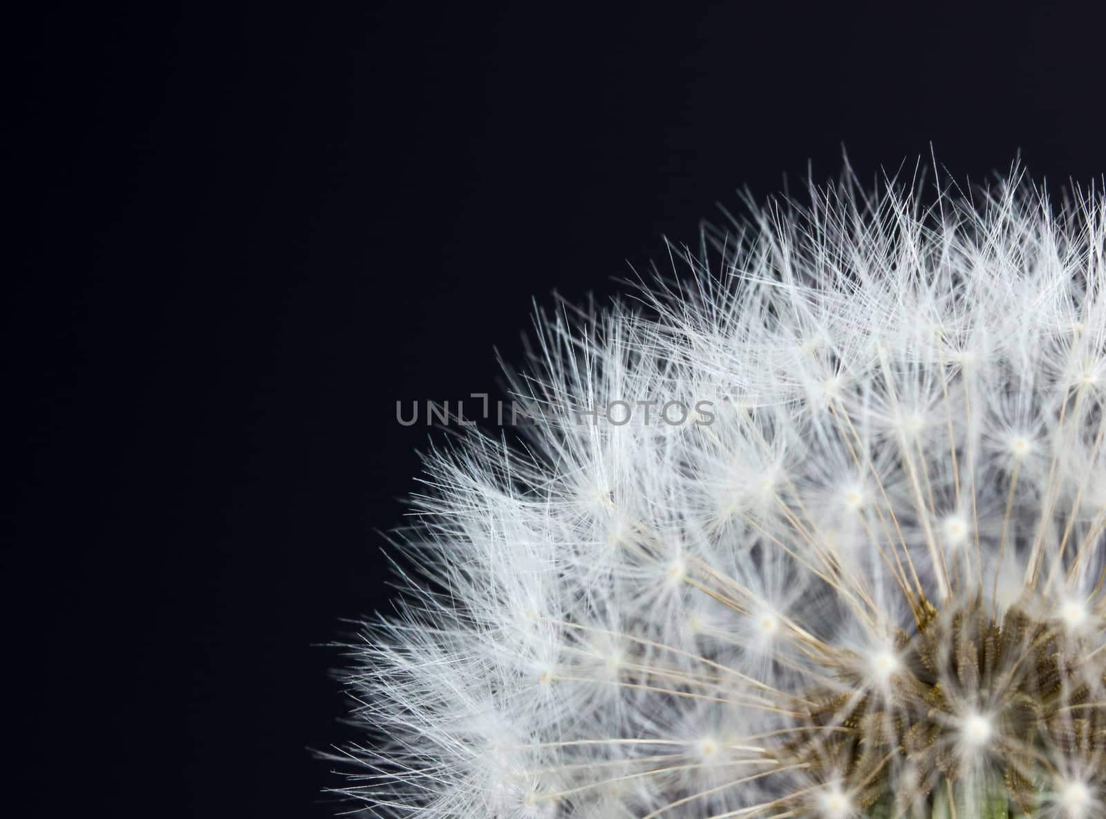 Closeup view of dandelion seeds on black background