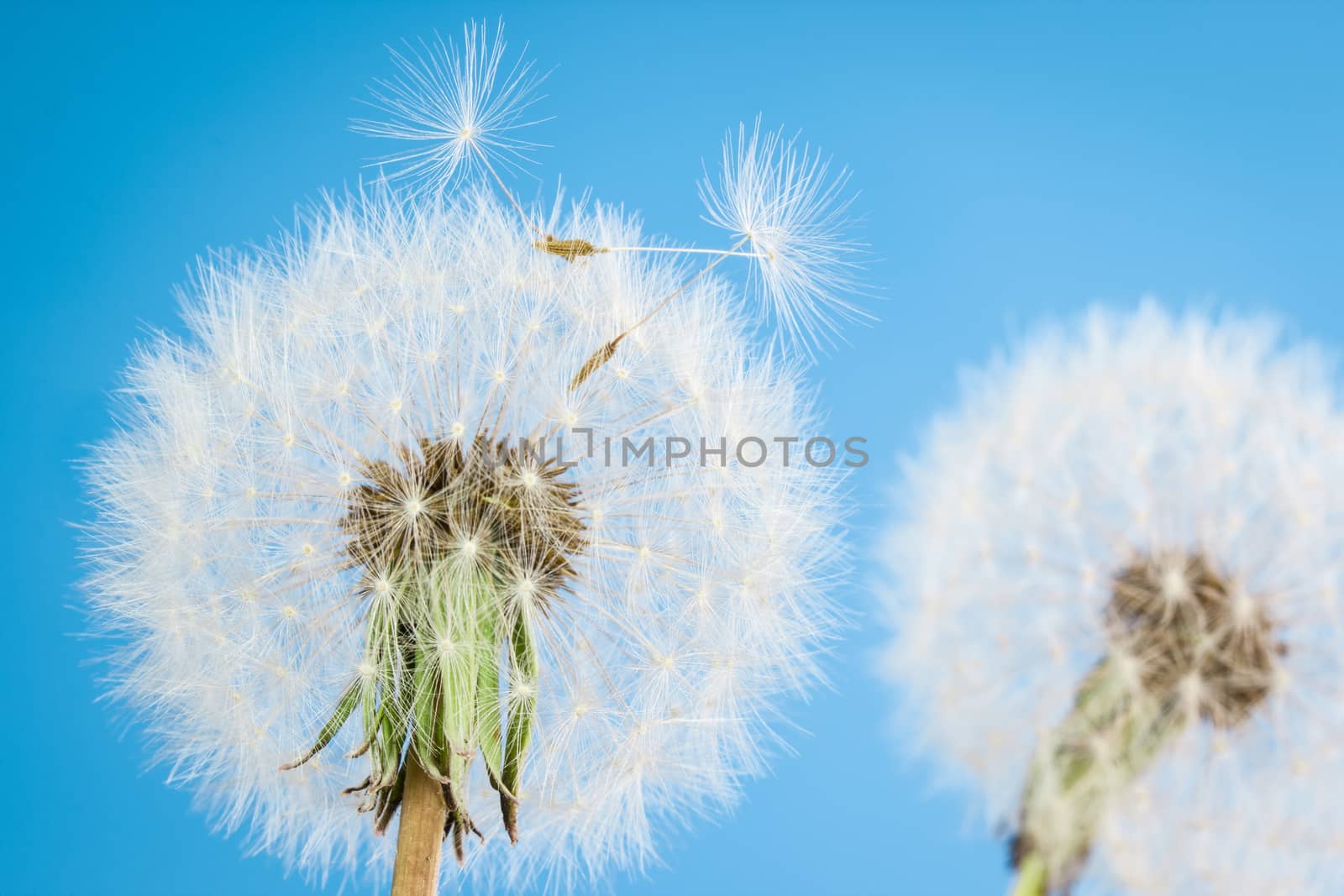 Dandelions with seeds on blue sky background