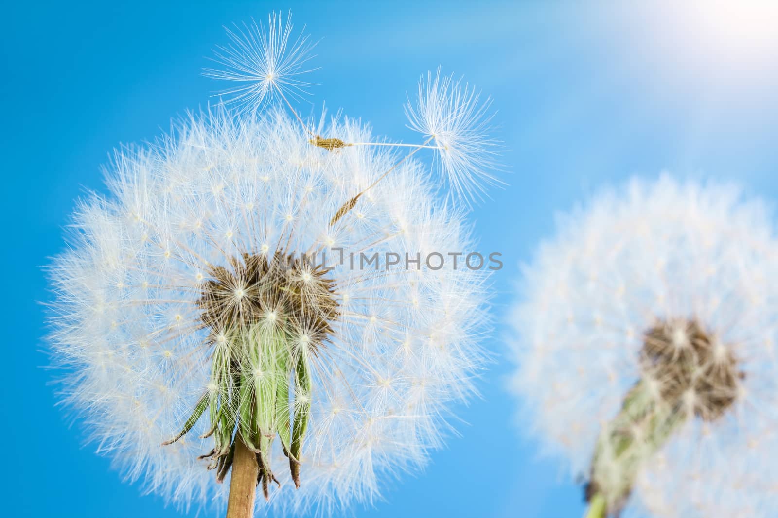 Dandelions with seeds on blue sky background