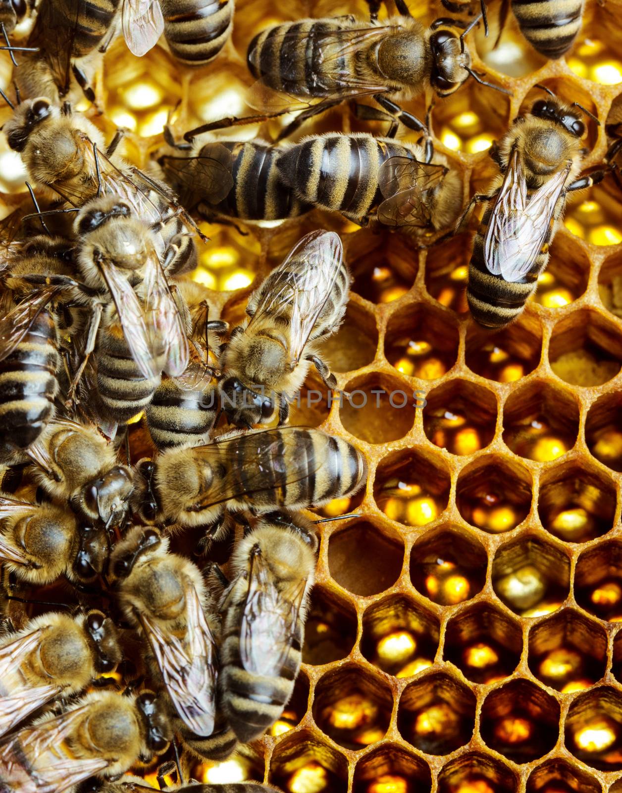 Working bees on honeycomb, closeup