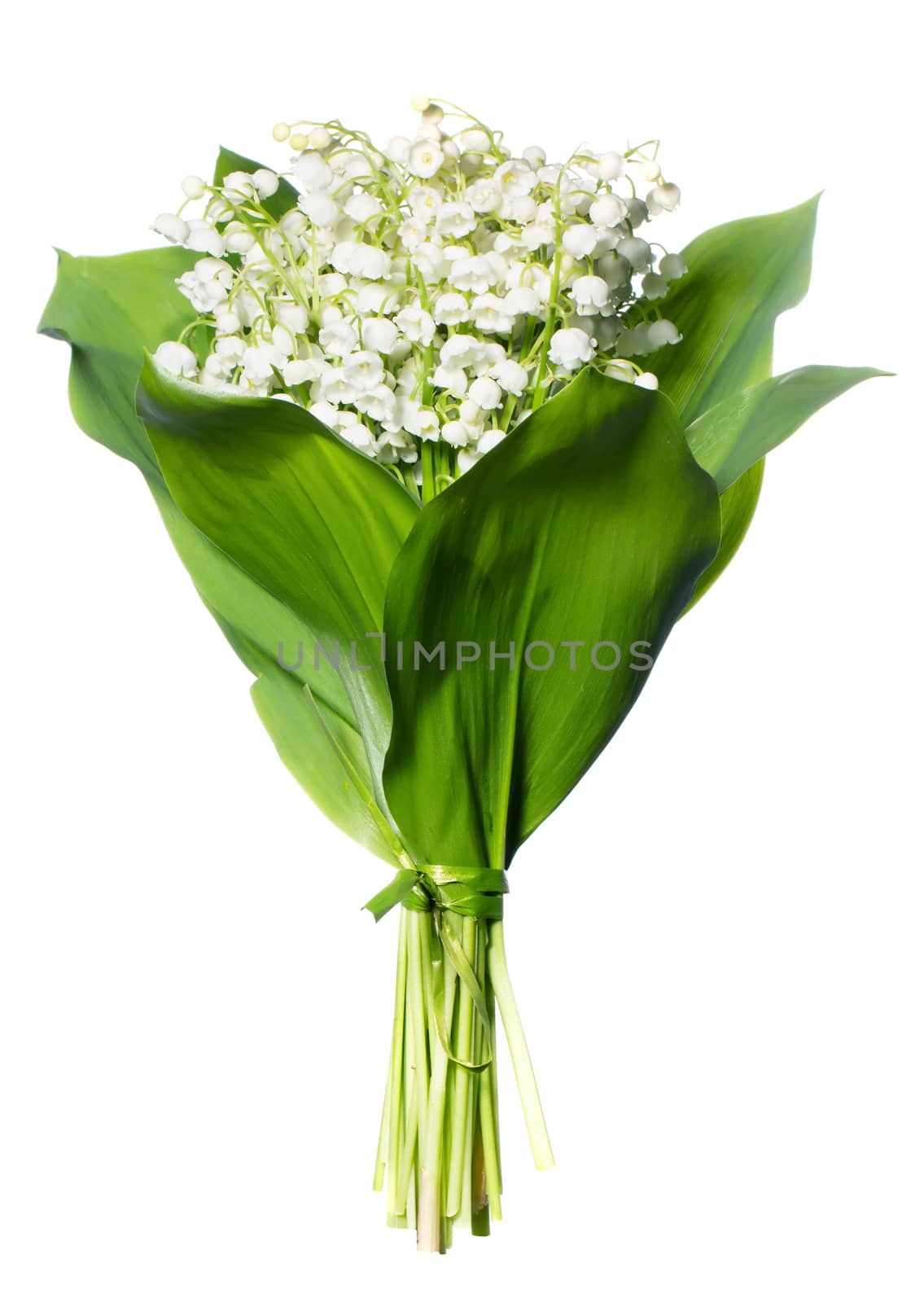 Spring flowers: lily-of-the-valley isolated on white background