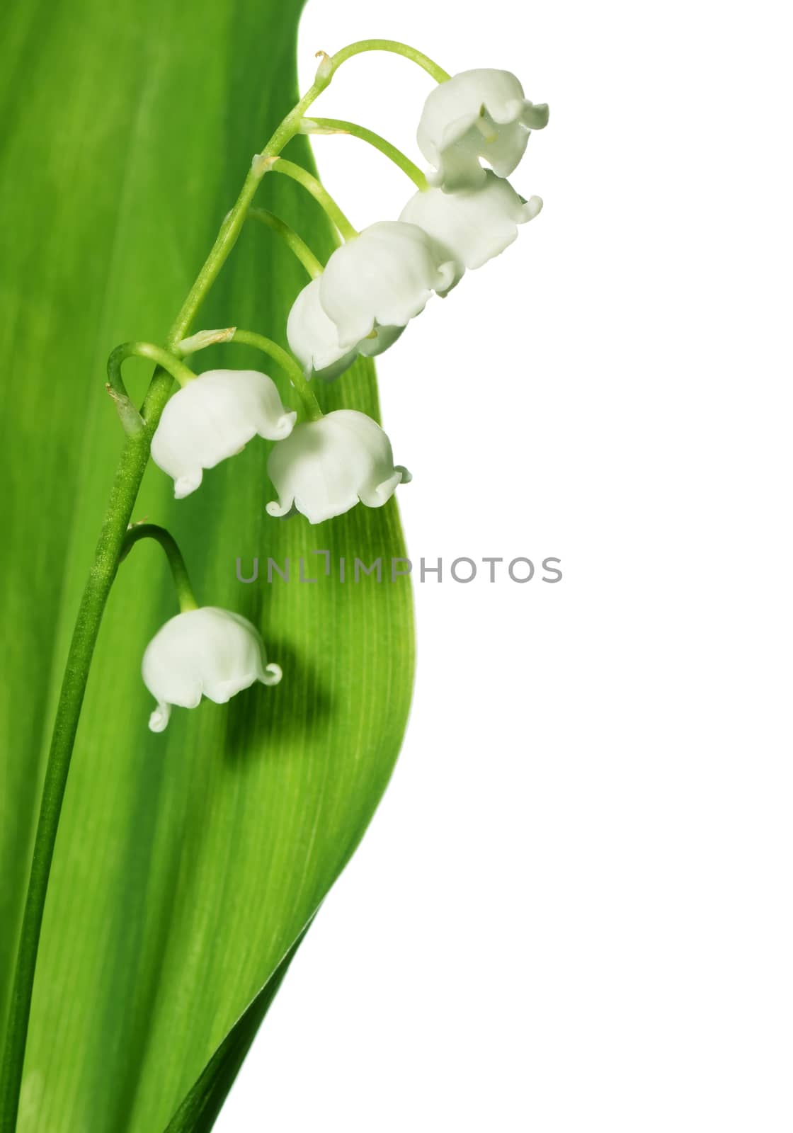 Spring flowers: lily-of-the-valley isolated on white background