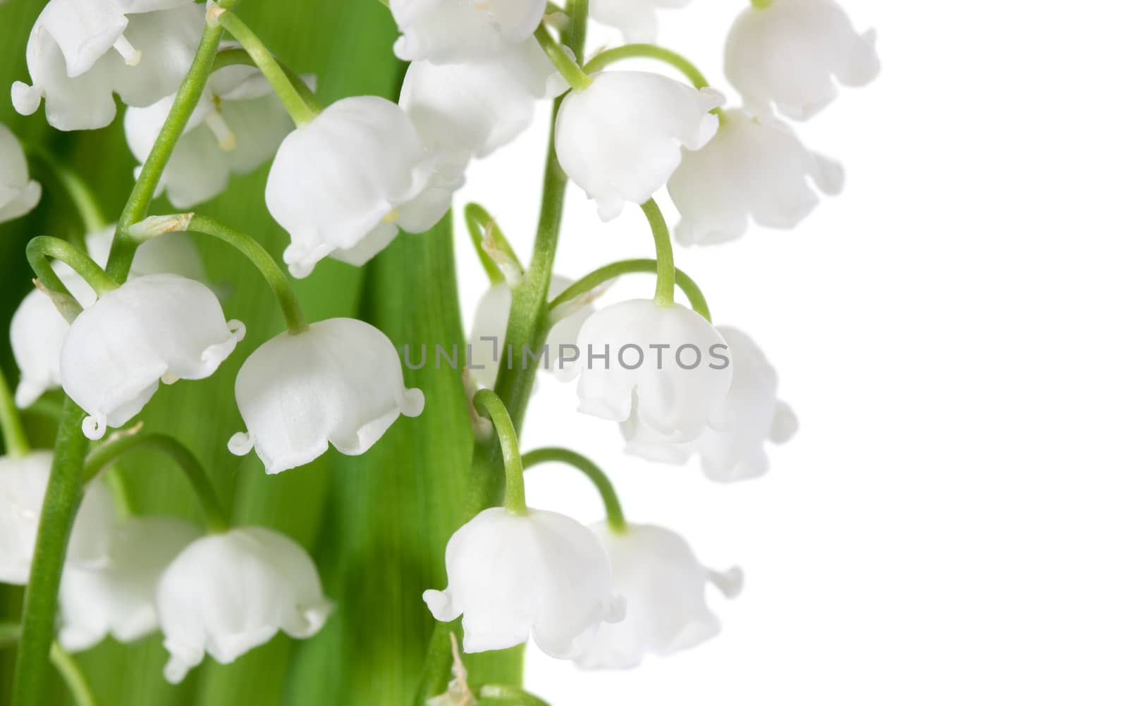 Spring flowers: lily-of-the-valley by Valengilda