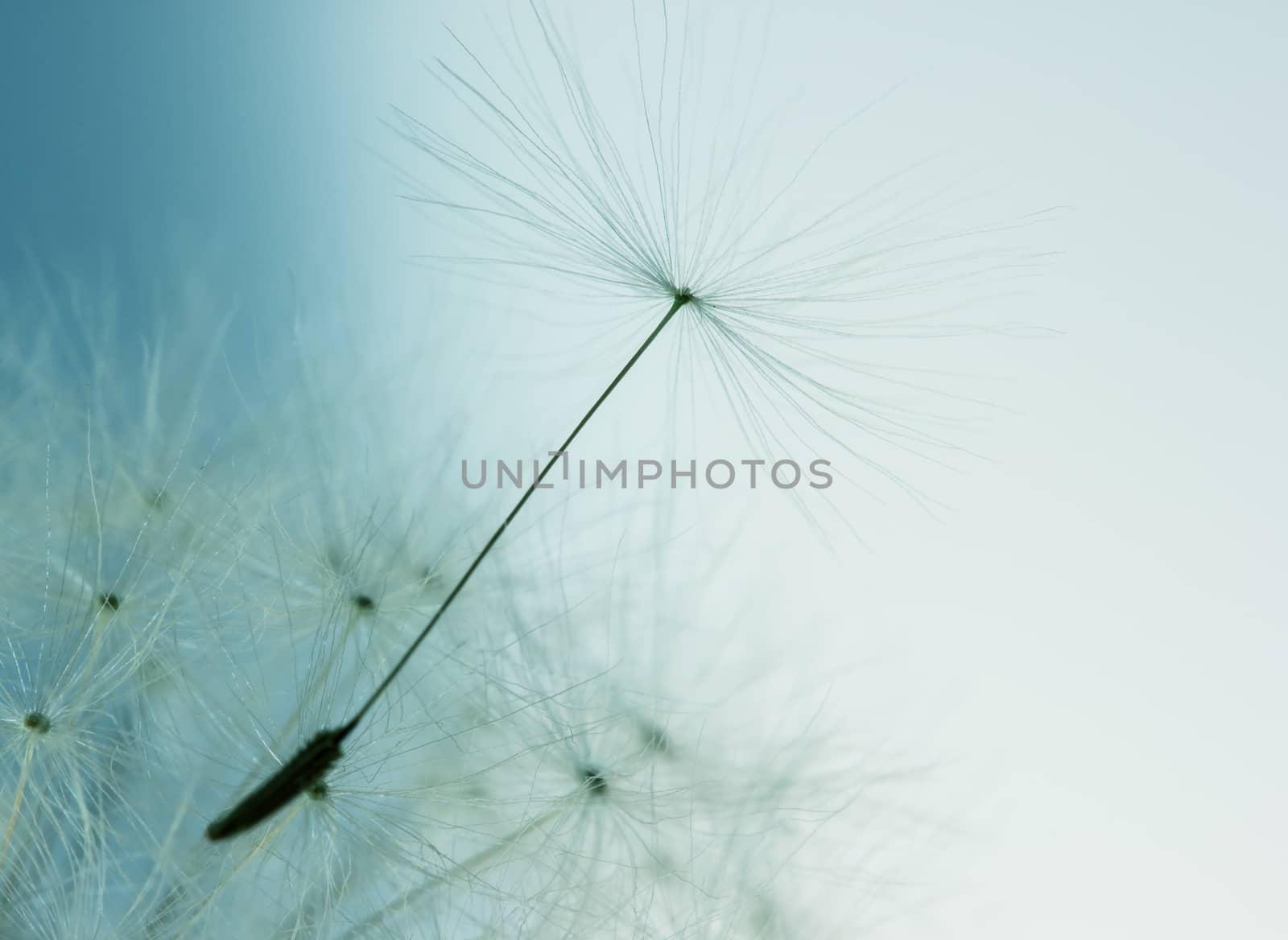 Extreme close up view of dandelion flower with seed
