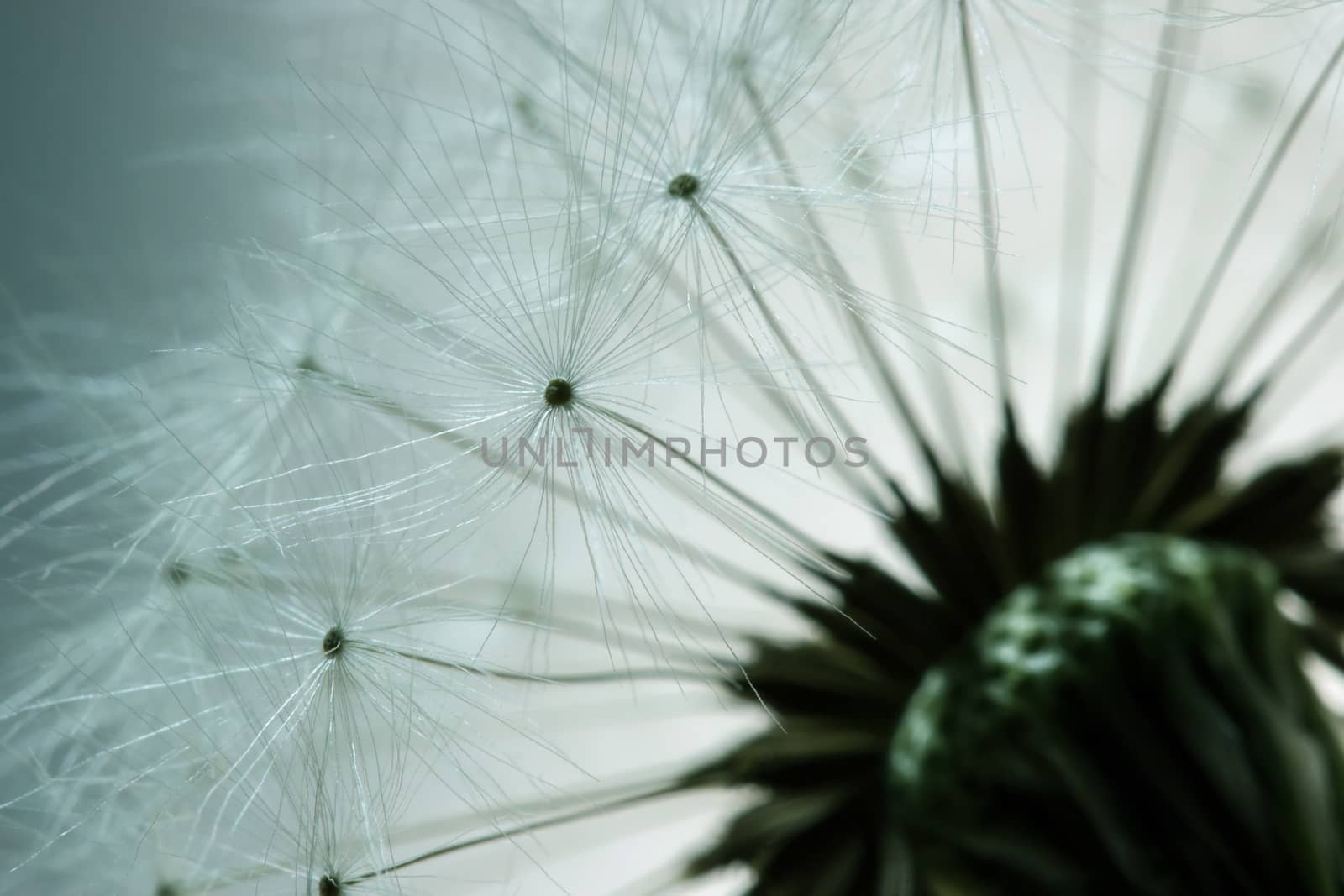 Extreme close up view of dandelion flower with seed