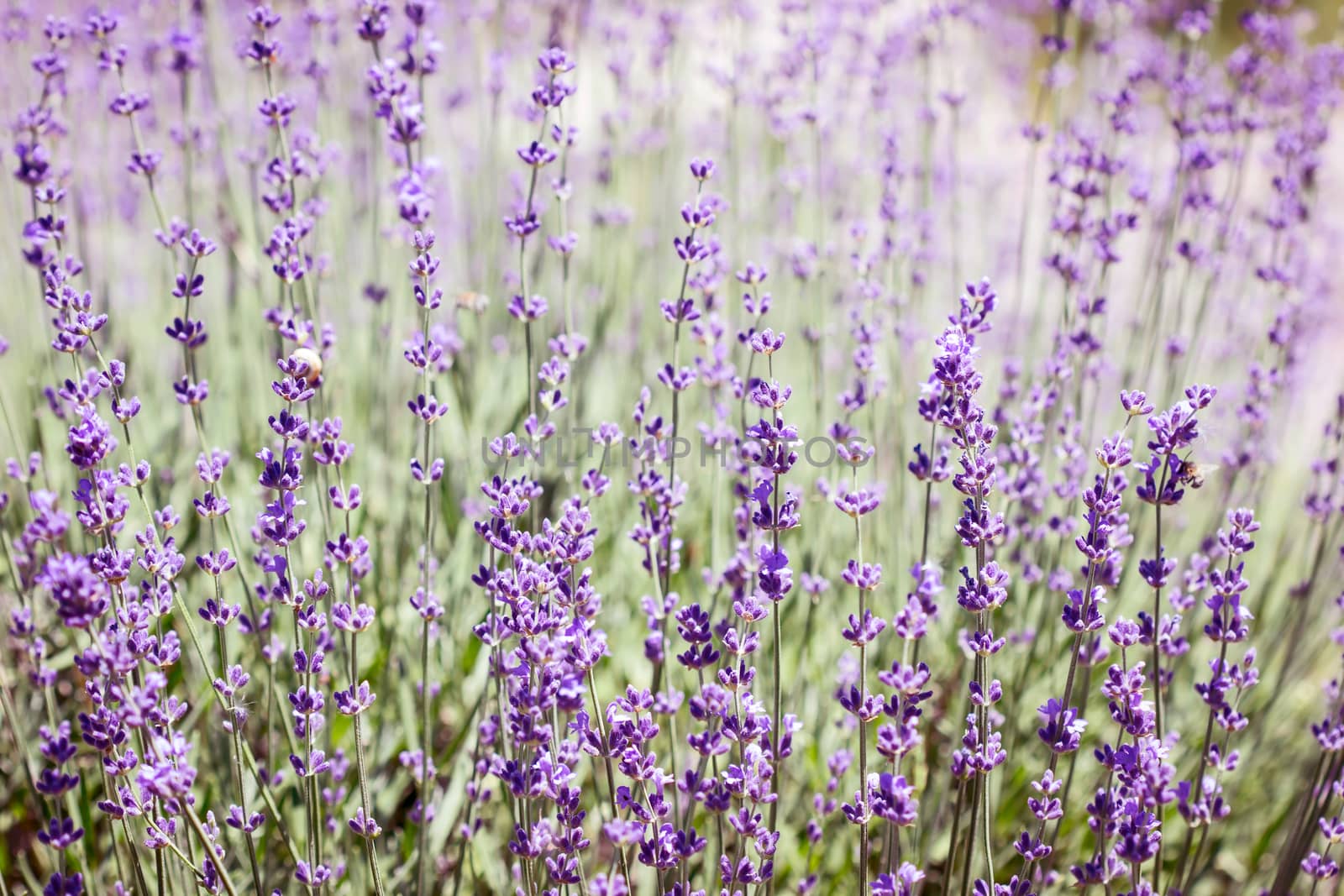 Lavender field in the summer, nature background