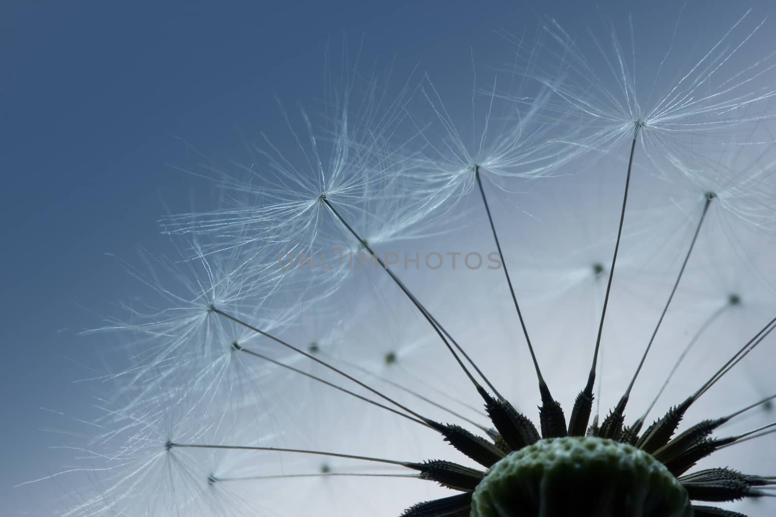 Macro of dandelion seeds, abstract