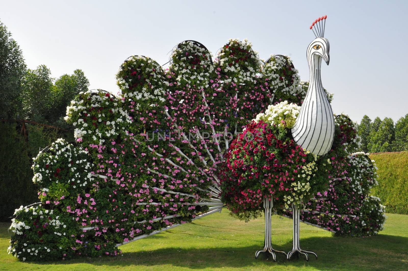 Dubai Miracle Garden in the UAE. It has over 45 million flowers.