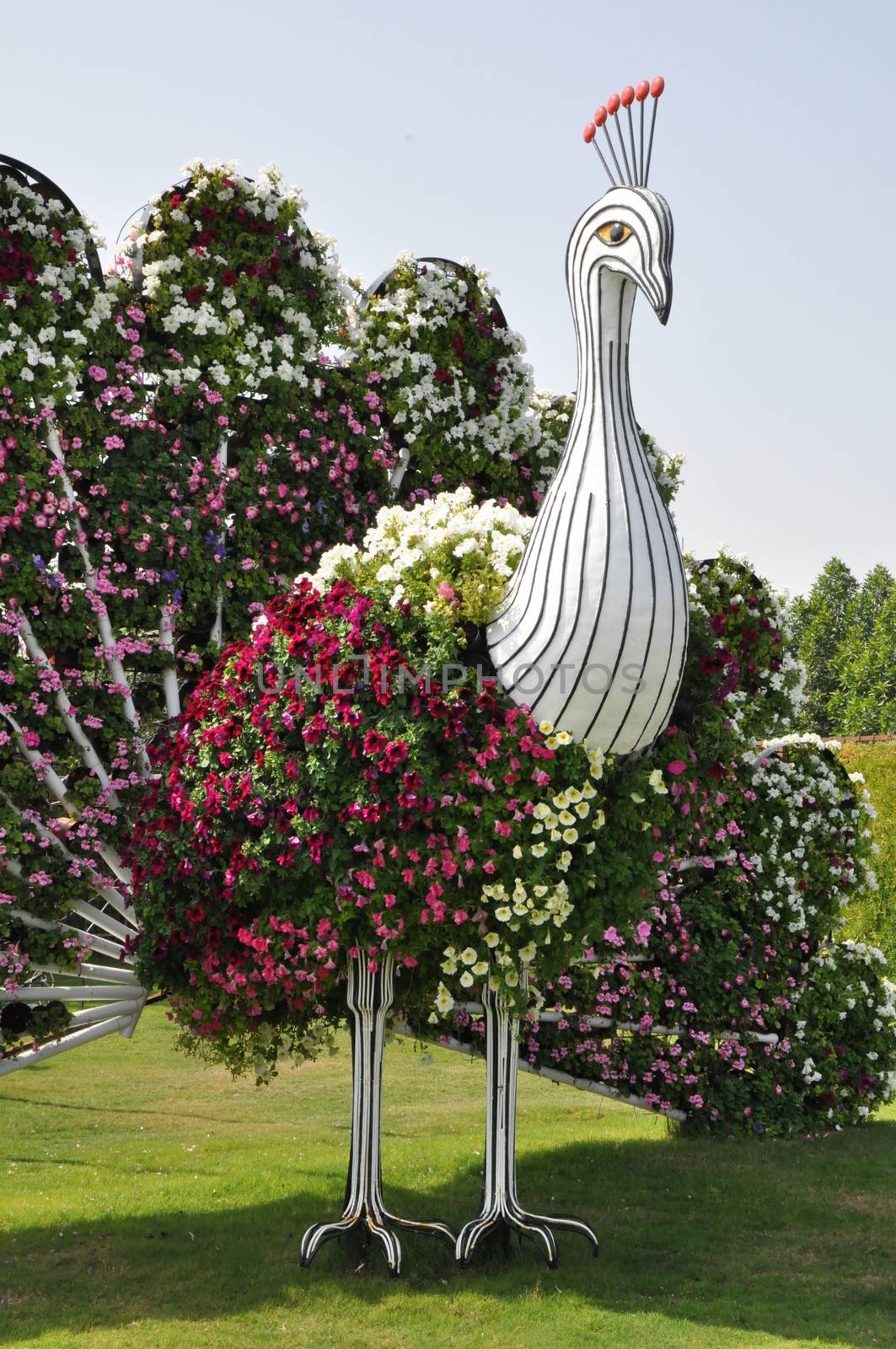 Dubai Miracle Garden in the UAE. It has over 45 million flowers.