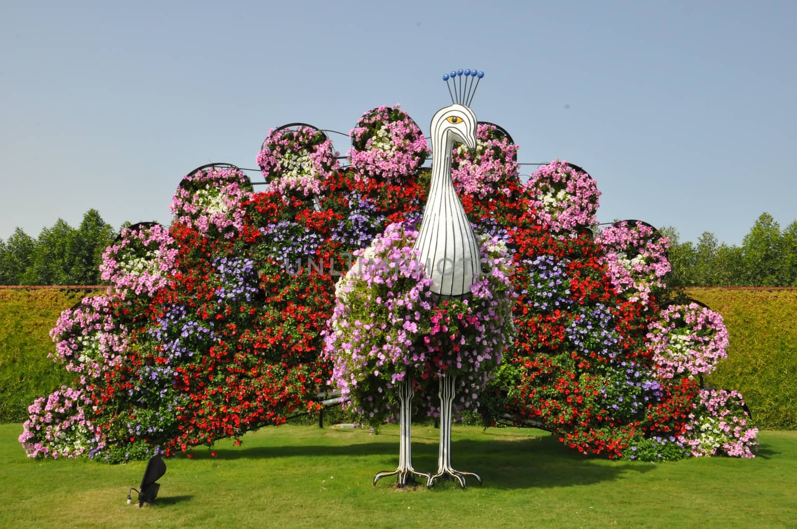 Dubai Miracle Garden in the UAE by sainaniritu