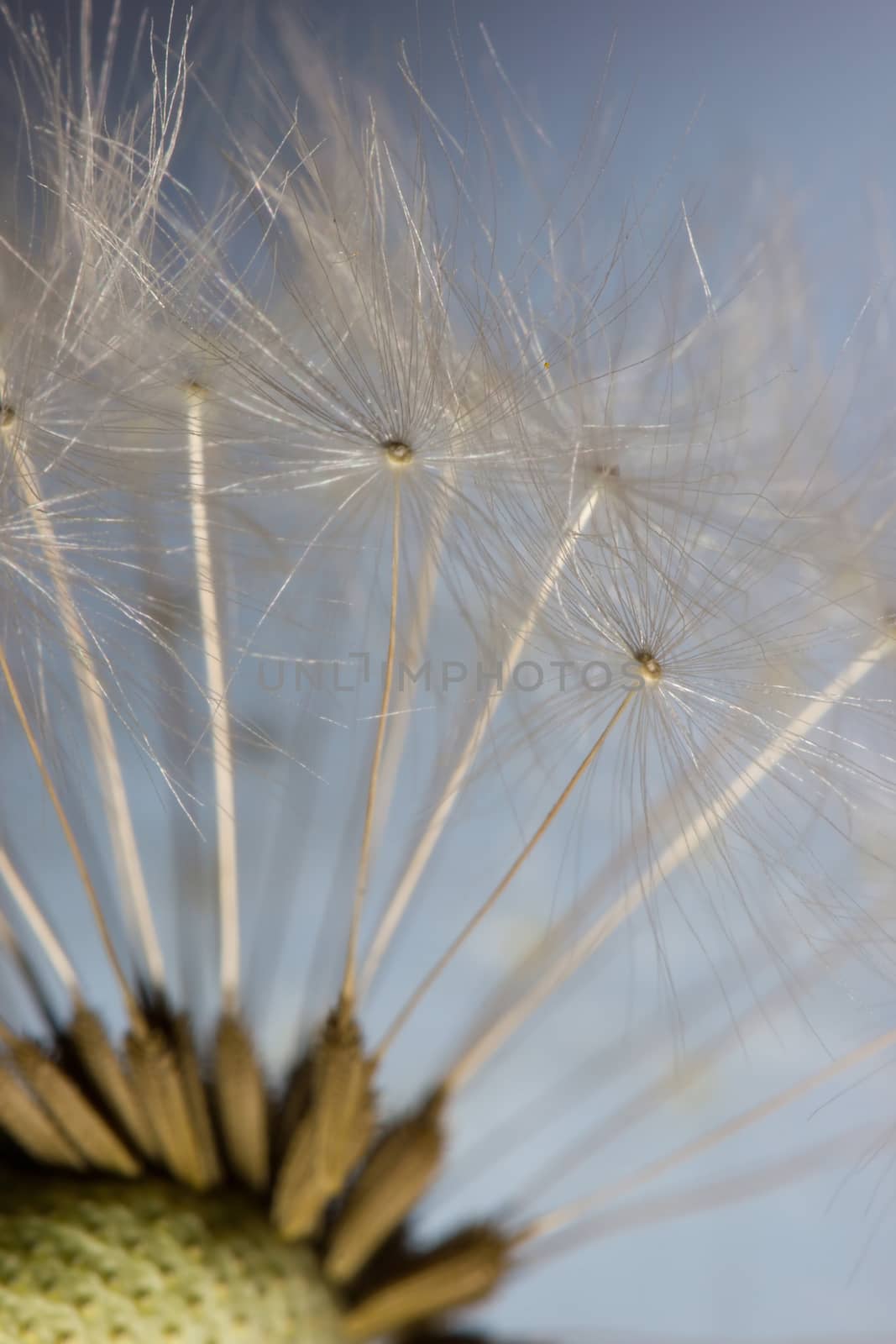 Macro of dandelion seeds, abstract