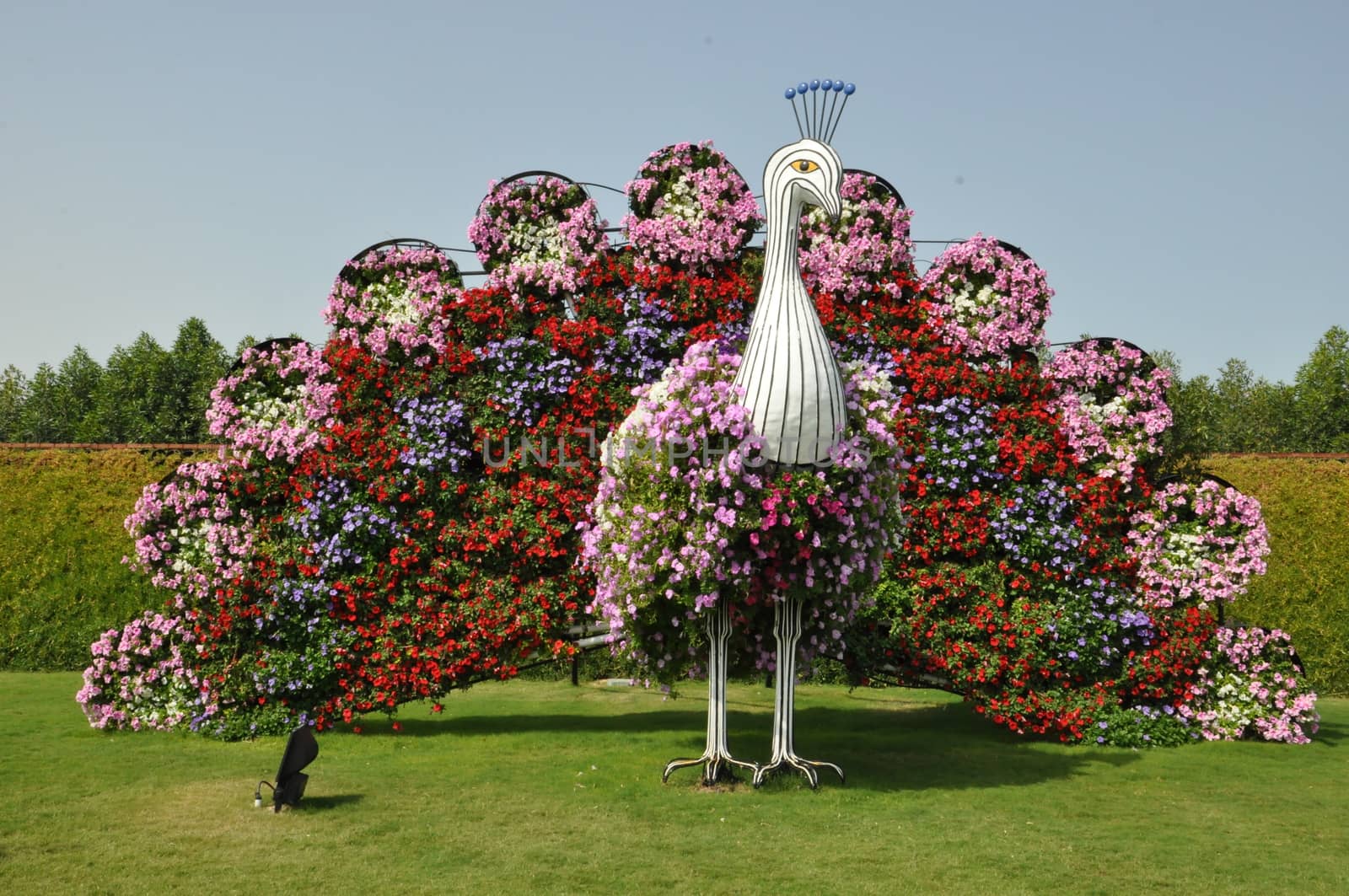 Dubai Miracle Garden in the UAE. It has over 45 million flowers.