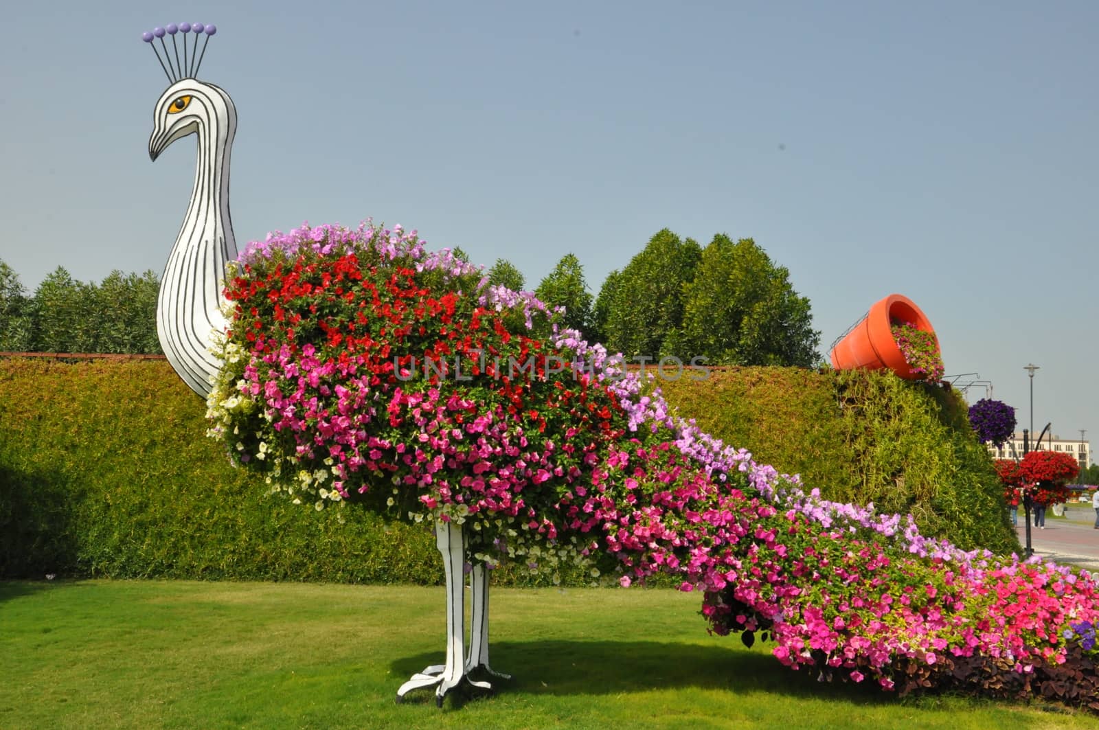 Dubai Miracle Garden in the UAE. It has over 45 million flowers.