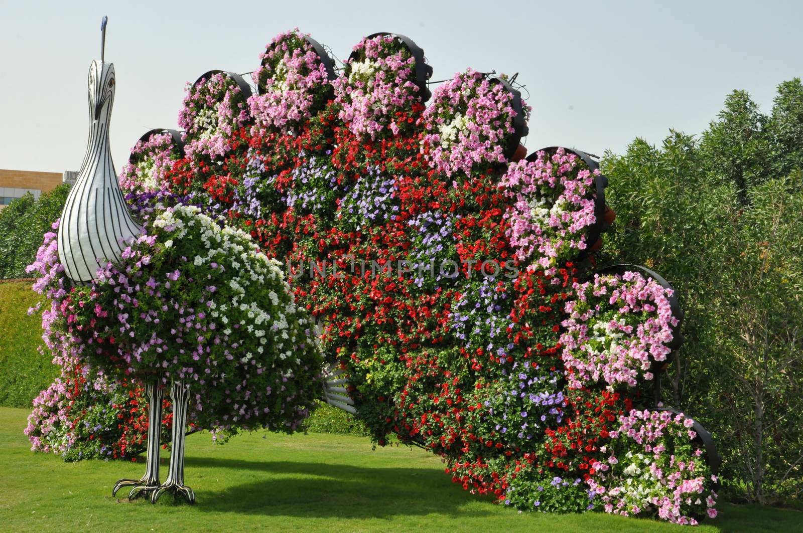 Dubai Miracle Garden in the UAE by sainaniritu