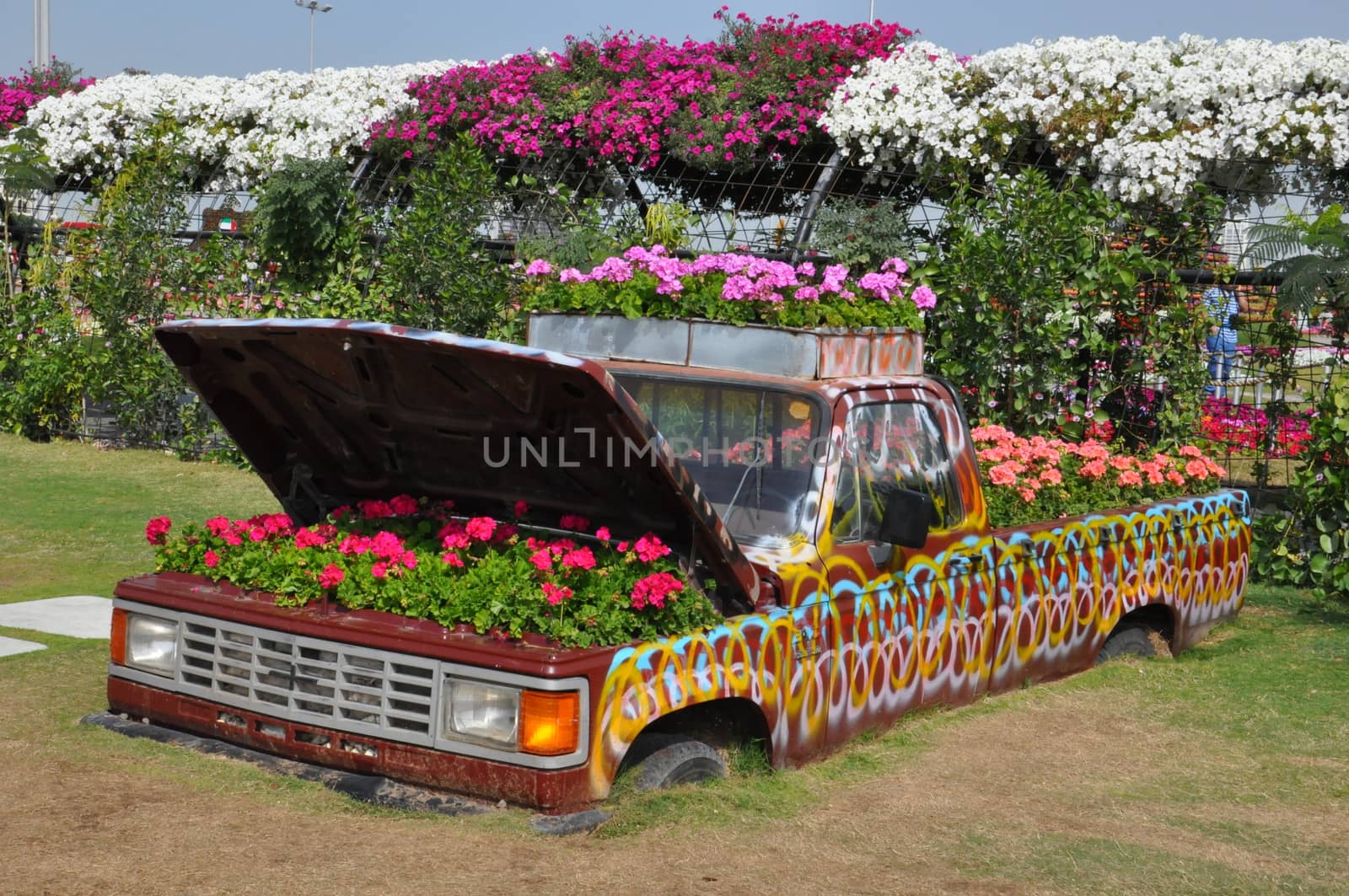 Dubai Miracle Garden in the UAE. It has over 45 million flowers.