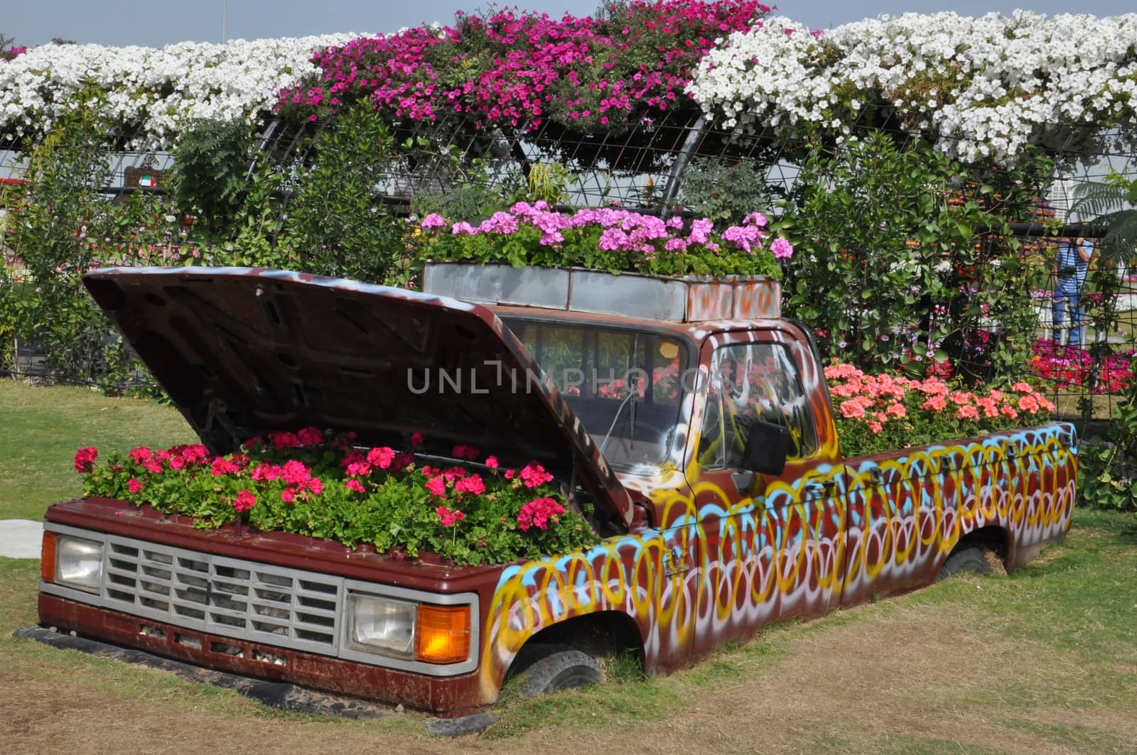 Dubai Miracle Garden in the UAE. It has over 45 million flowers.