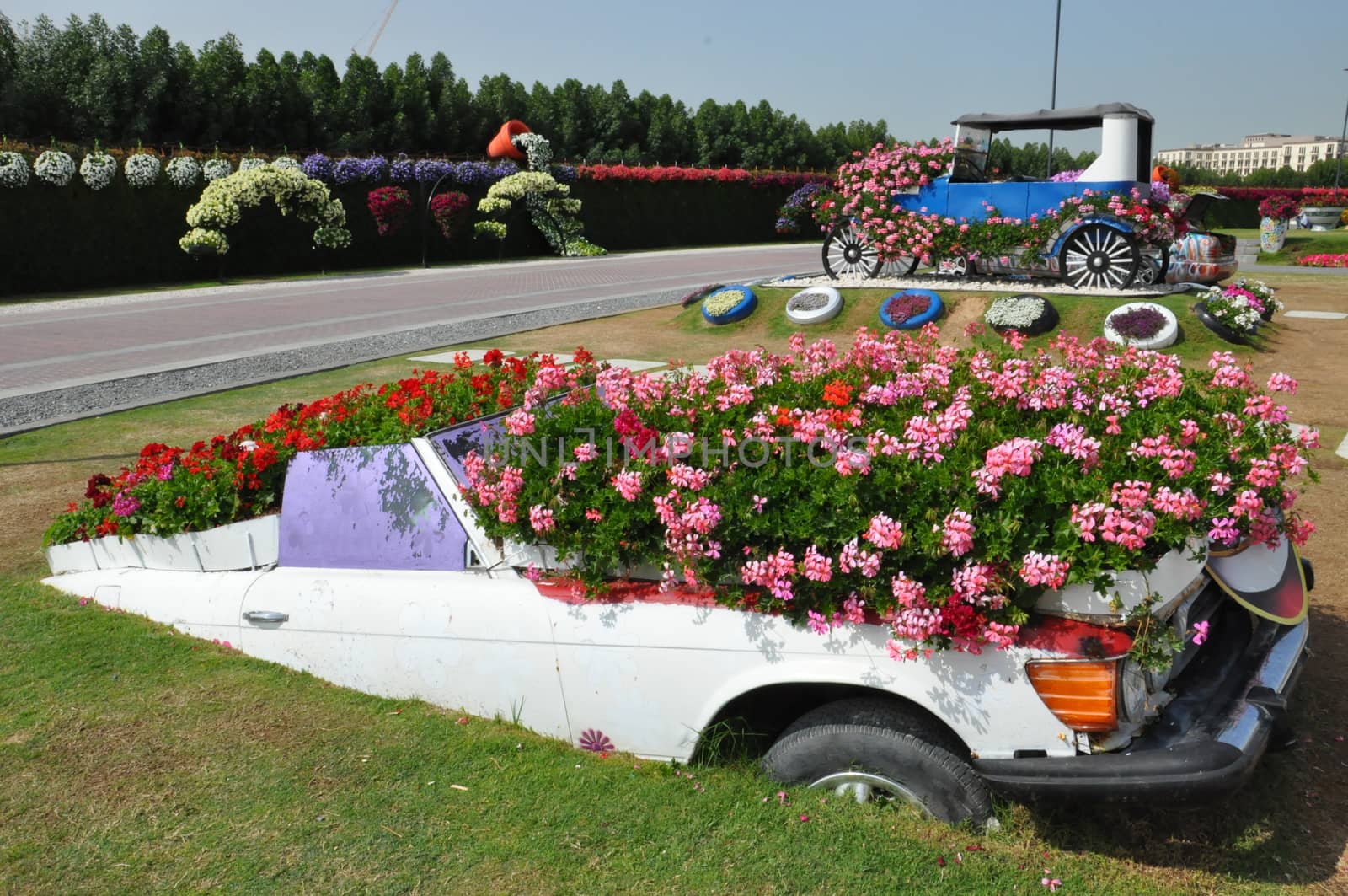 Dubai Miracle Garden in the UAE by sainaniritu