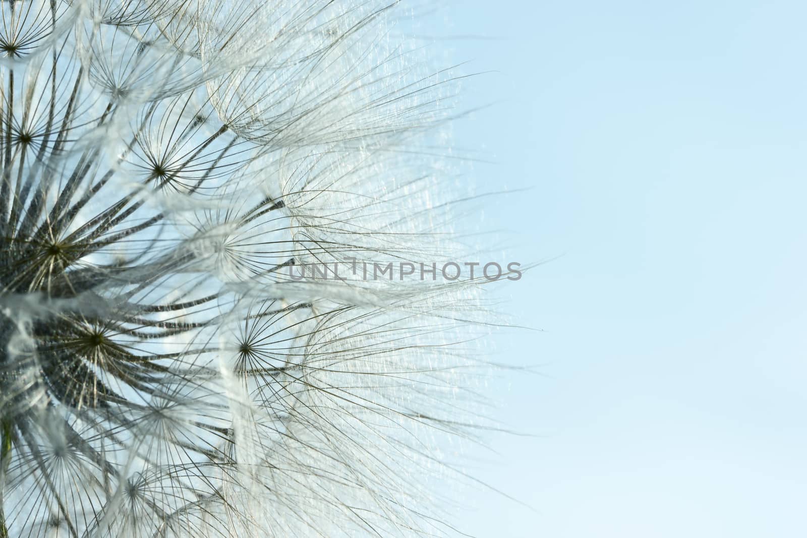 Extreme close up view of dandelion flower with seed