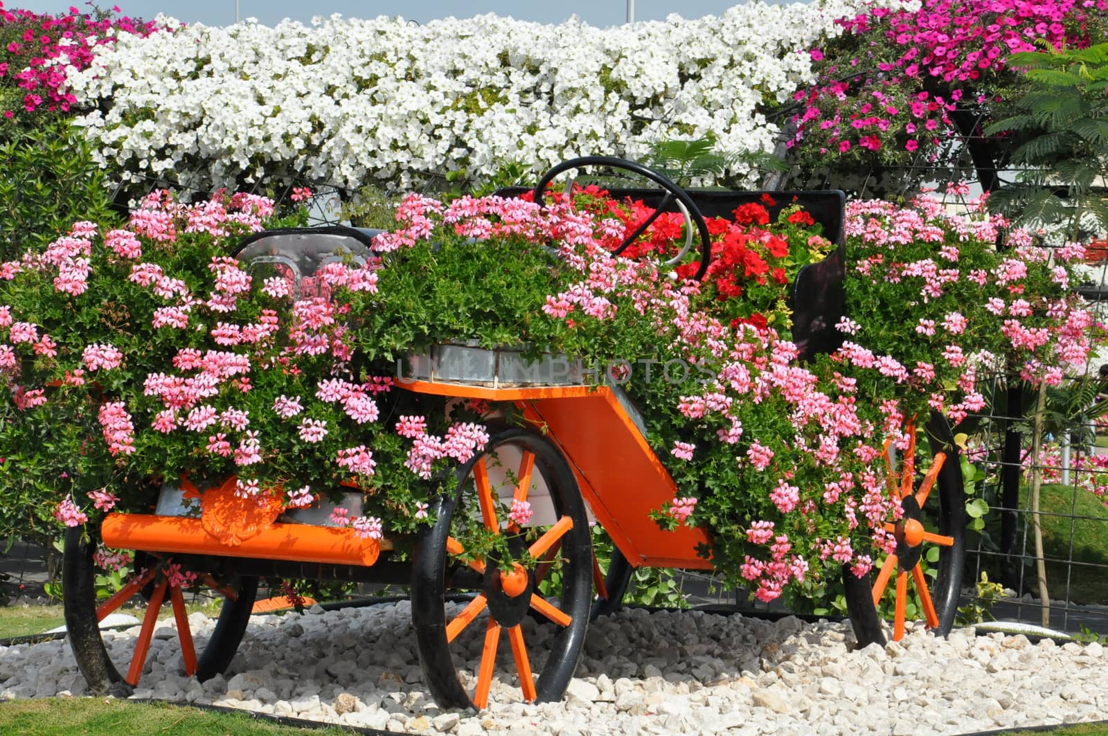 Dubai Miracle Garden in the UAE. It has over 45 million flowers.