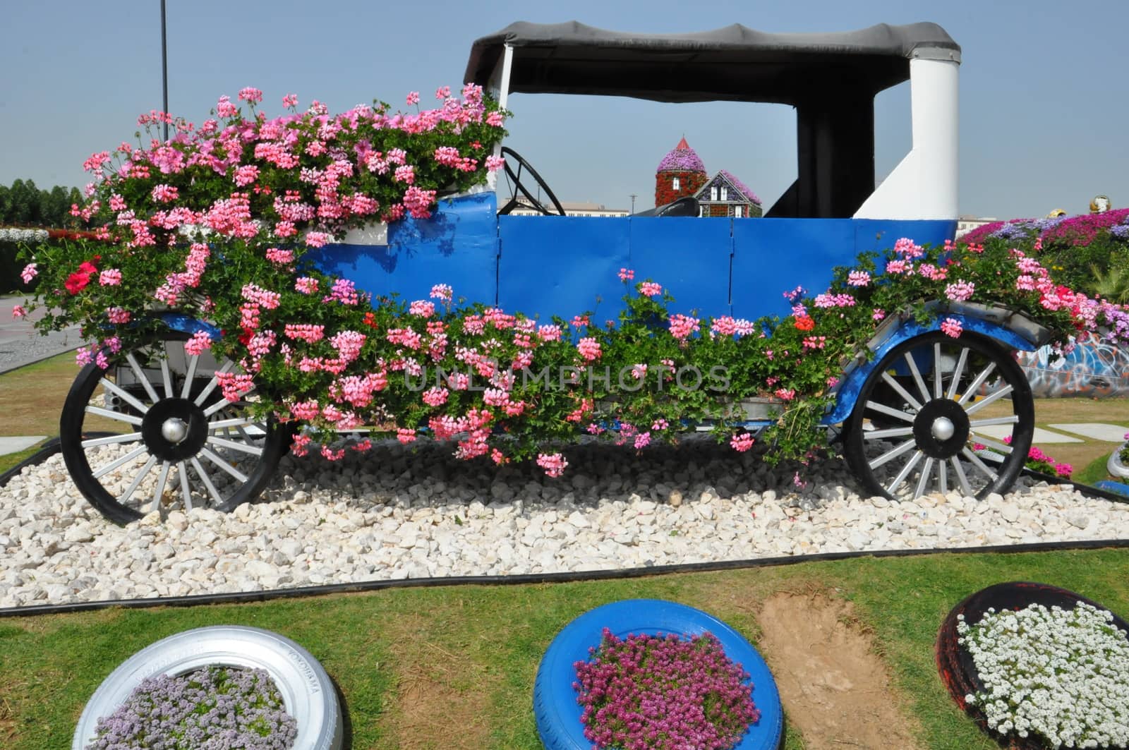 Dubai Miracle Garden in the UAE. It has over 45 million flowers.