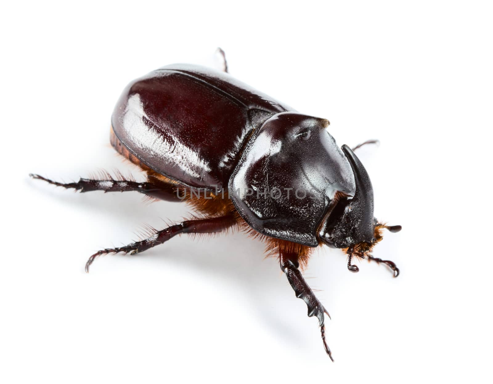 Rhinoceros beetle isolated on white