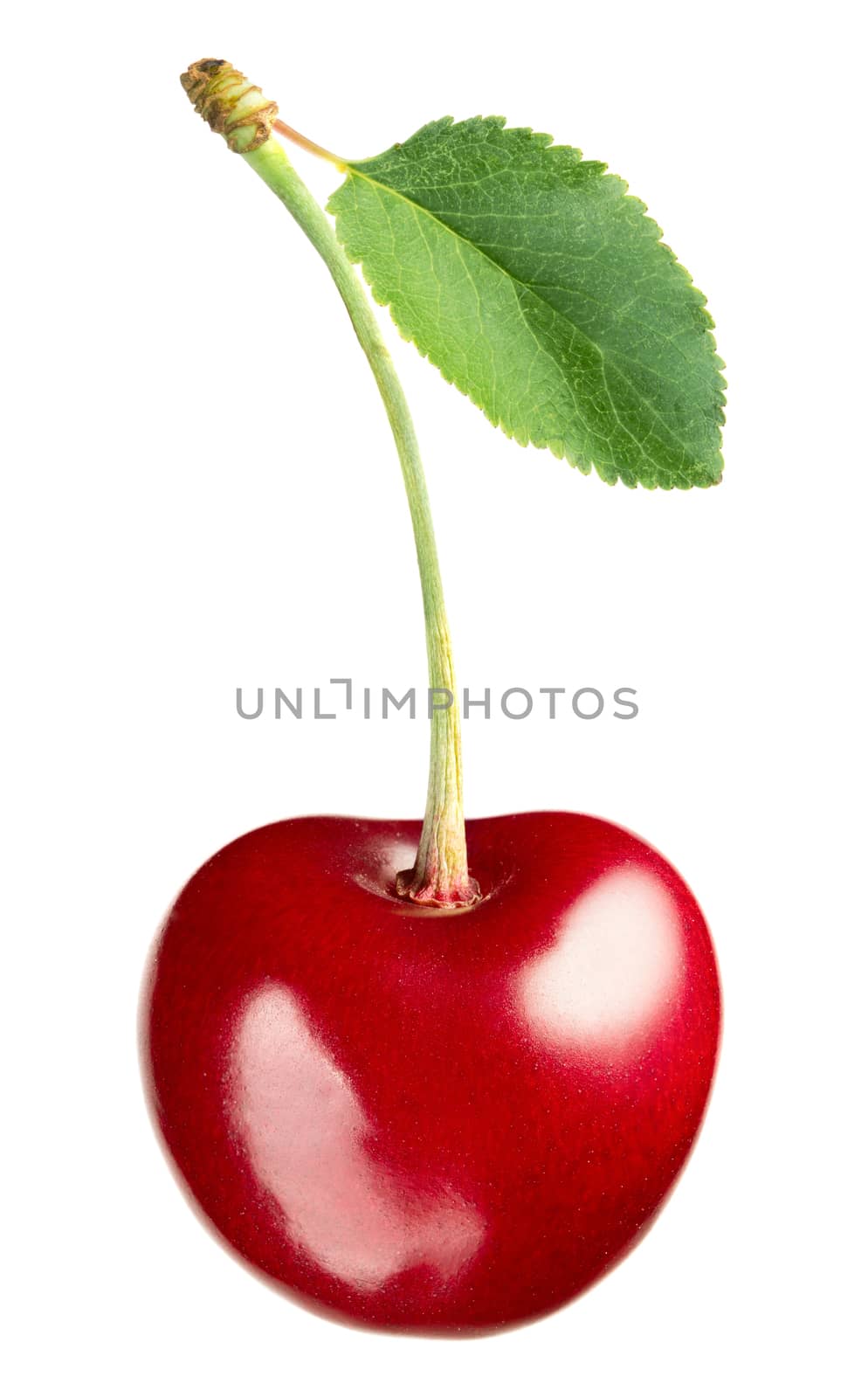 Ripe cherry with leaf isolated on white