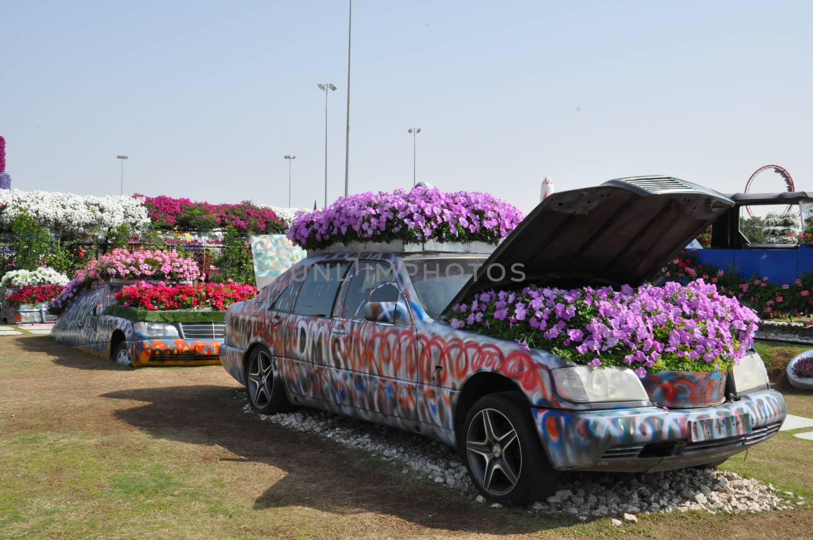 Dubai Miracle Garden in the UAE. It has over 45 million flowers.