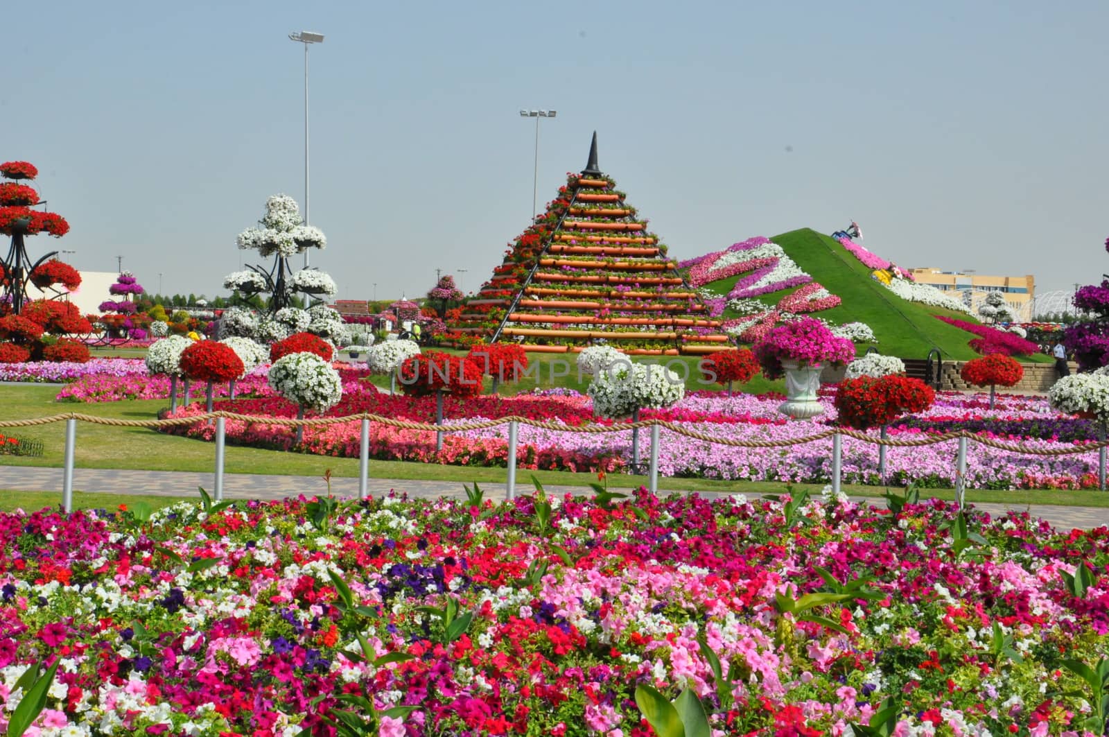 Dubai Miracle Garden in the UAE by sainaniritu