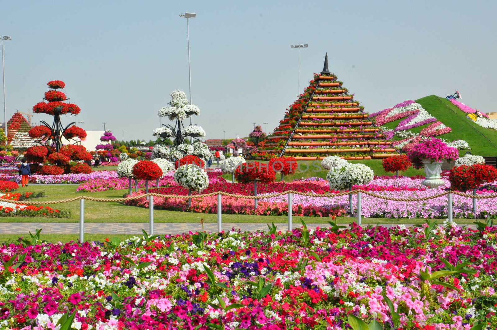 Dubai Miracle Garden in the UAE. It has over 45 million flowers.