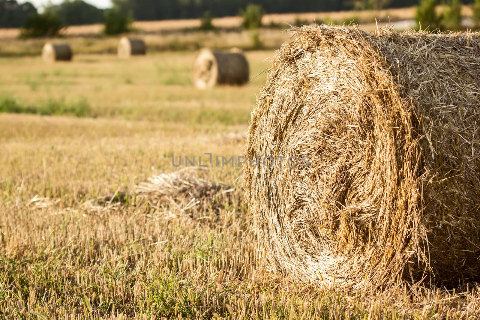 Harvest: Straw bales on farmland