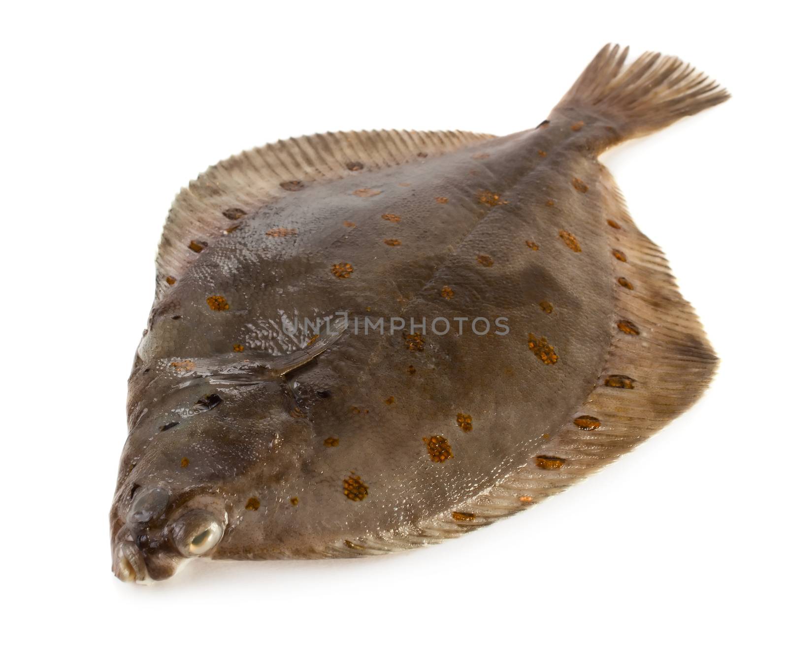 Turbot fish isolated on white background