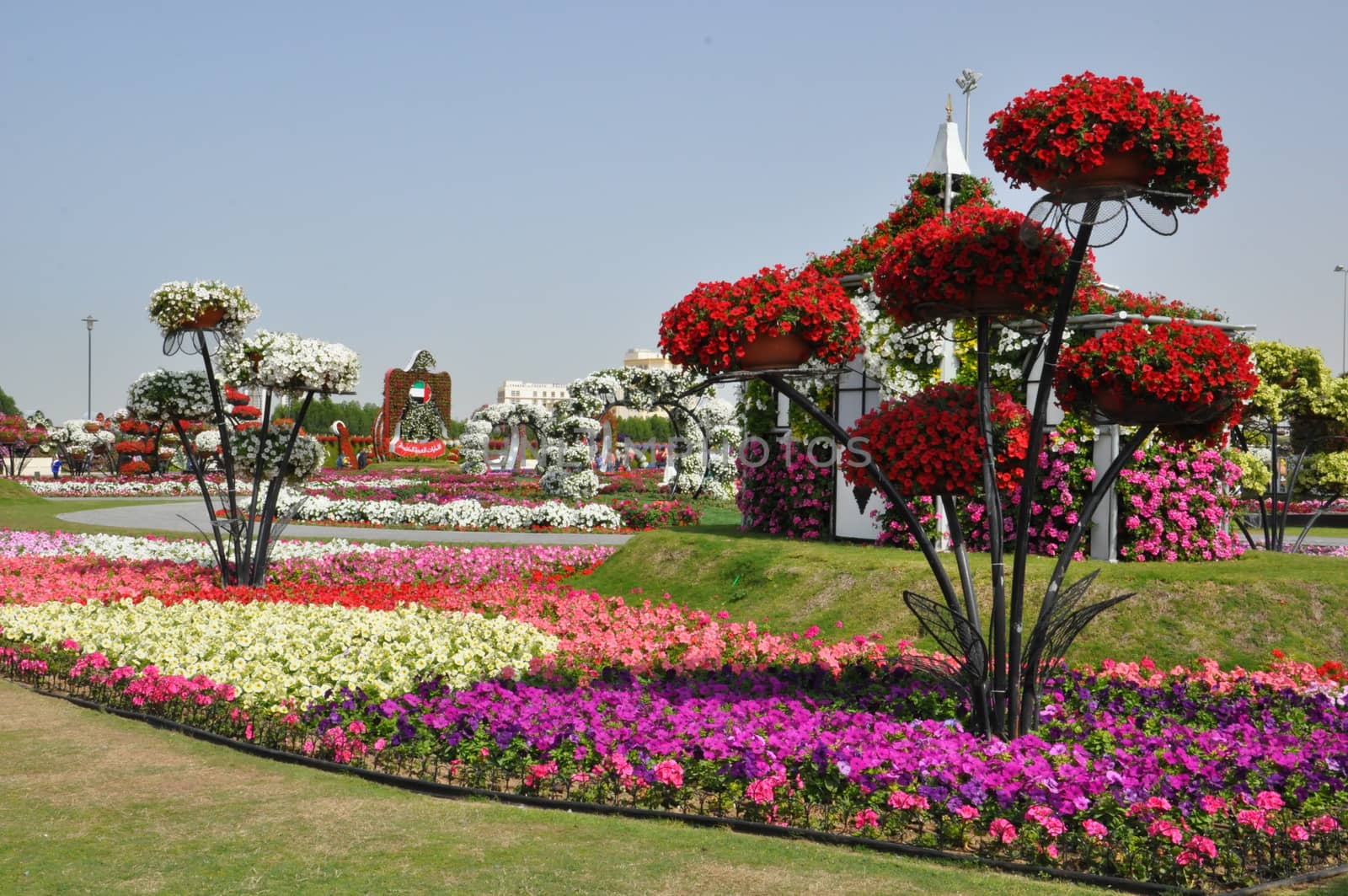 Dubai Miracle Garden in the UAE. It has over 45 million flowers.