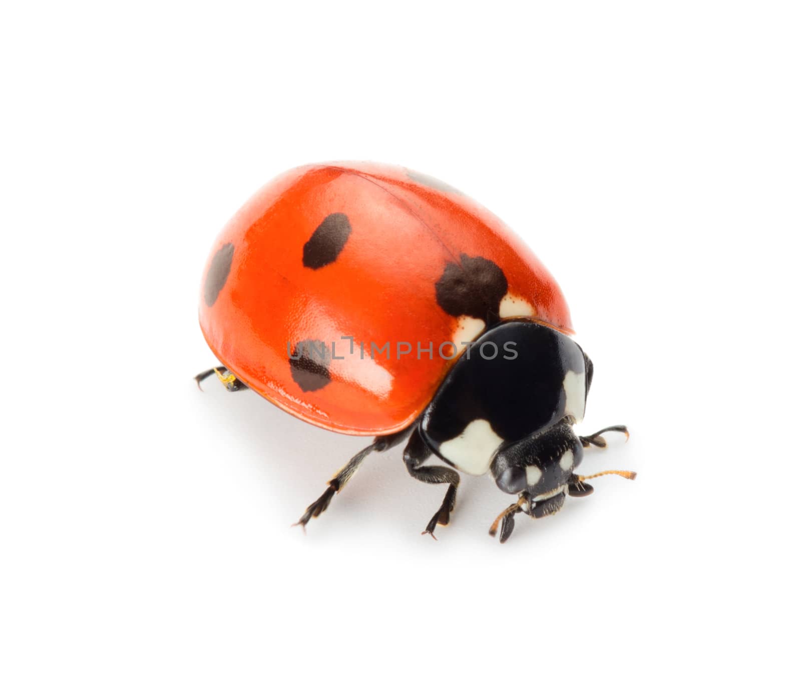 Ladybug isolated on white background