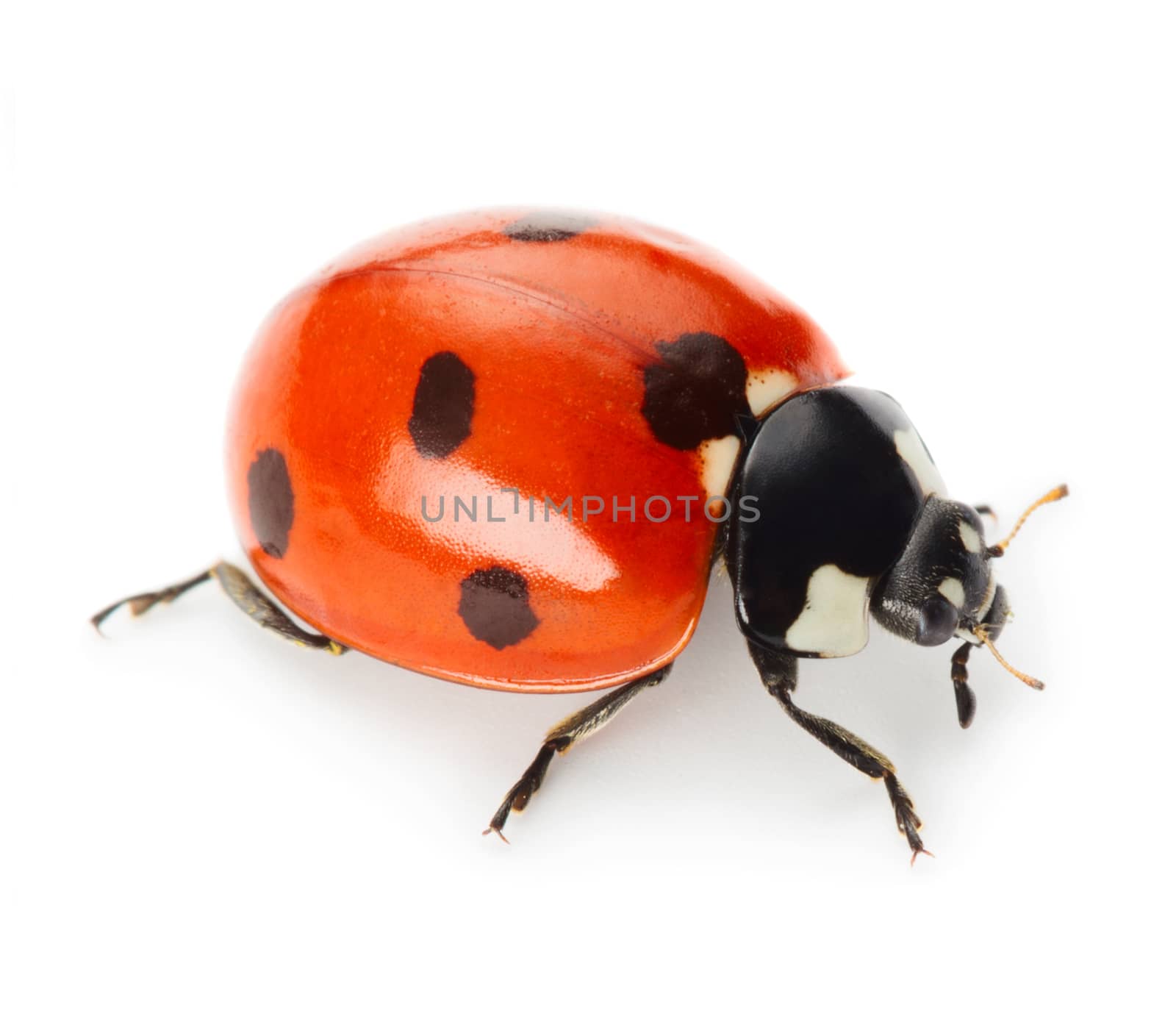 Ladybug isolated on white background