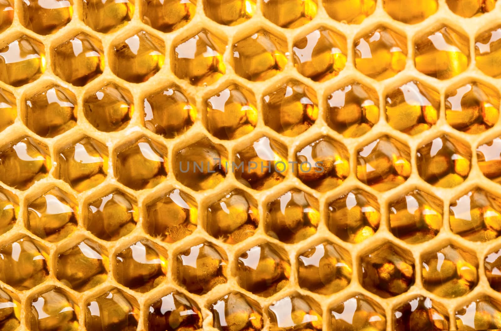 Close up view of comb full of honey