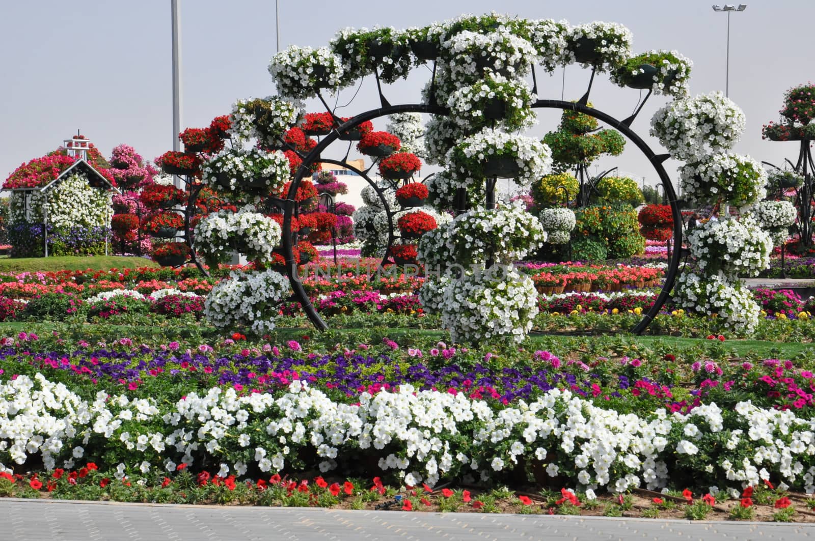 Dubai Miracle Garden in the UAE. It has over 45 million flowers.