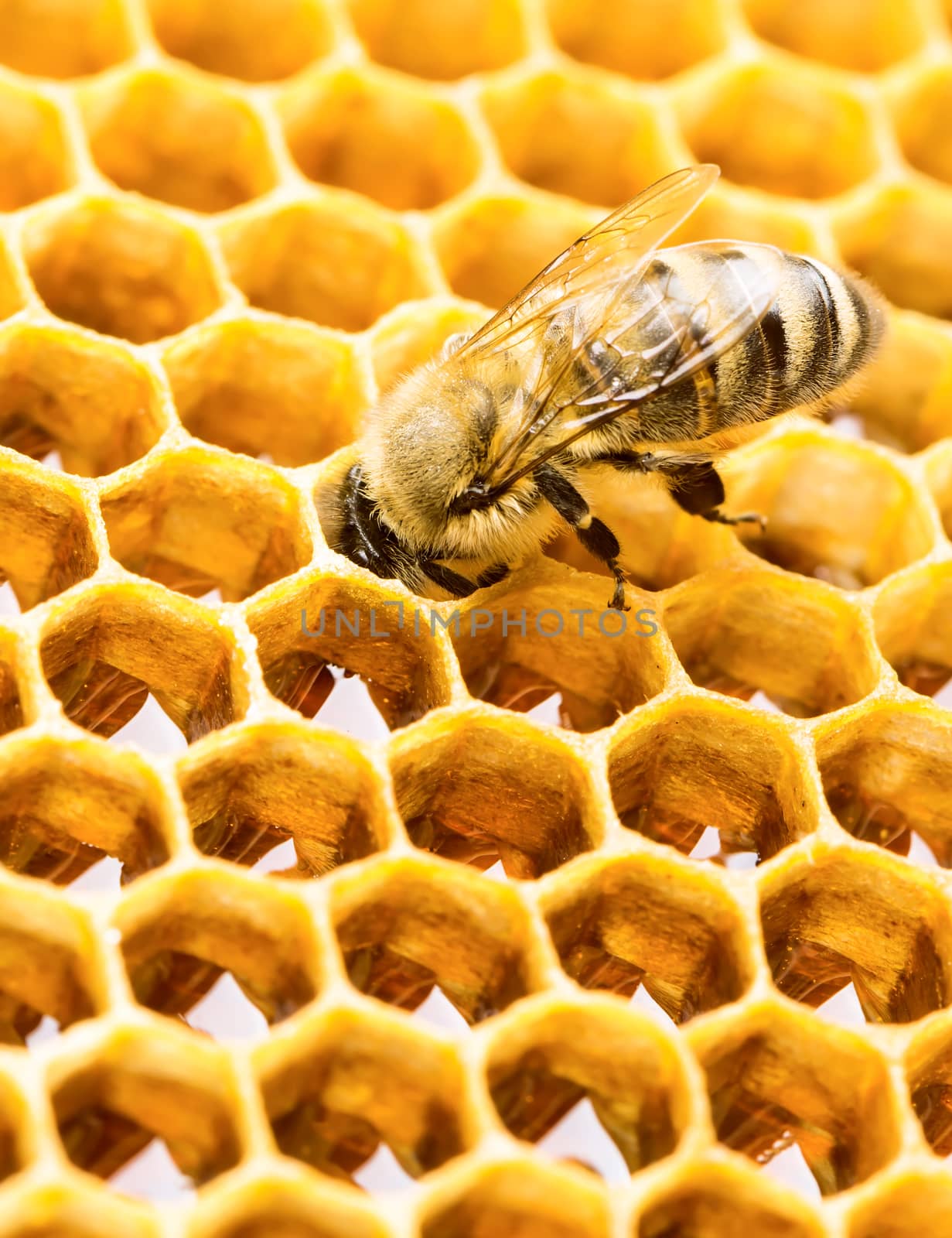 Working bee on honeycomb