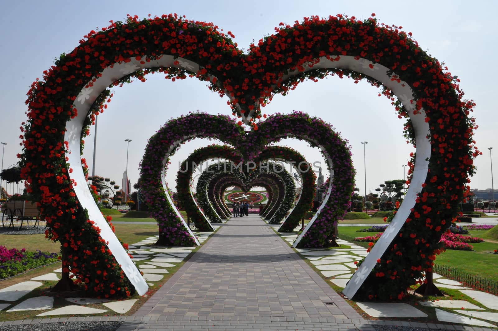 Dubai Miracle Garden in the UAE. It has over 45 million flowers.