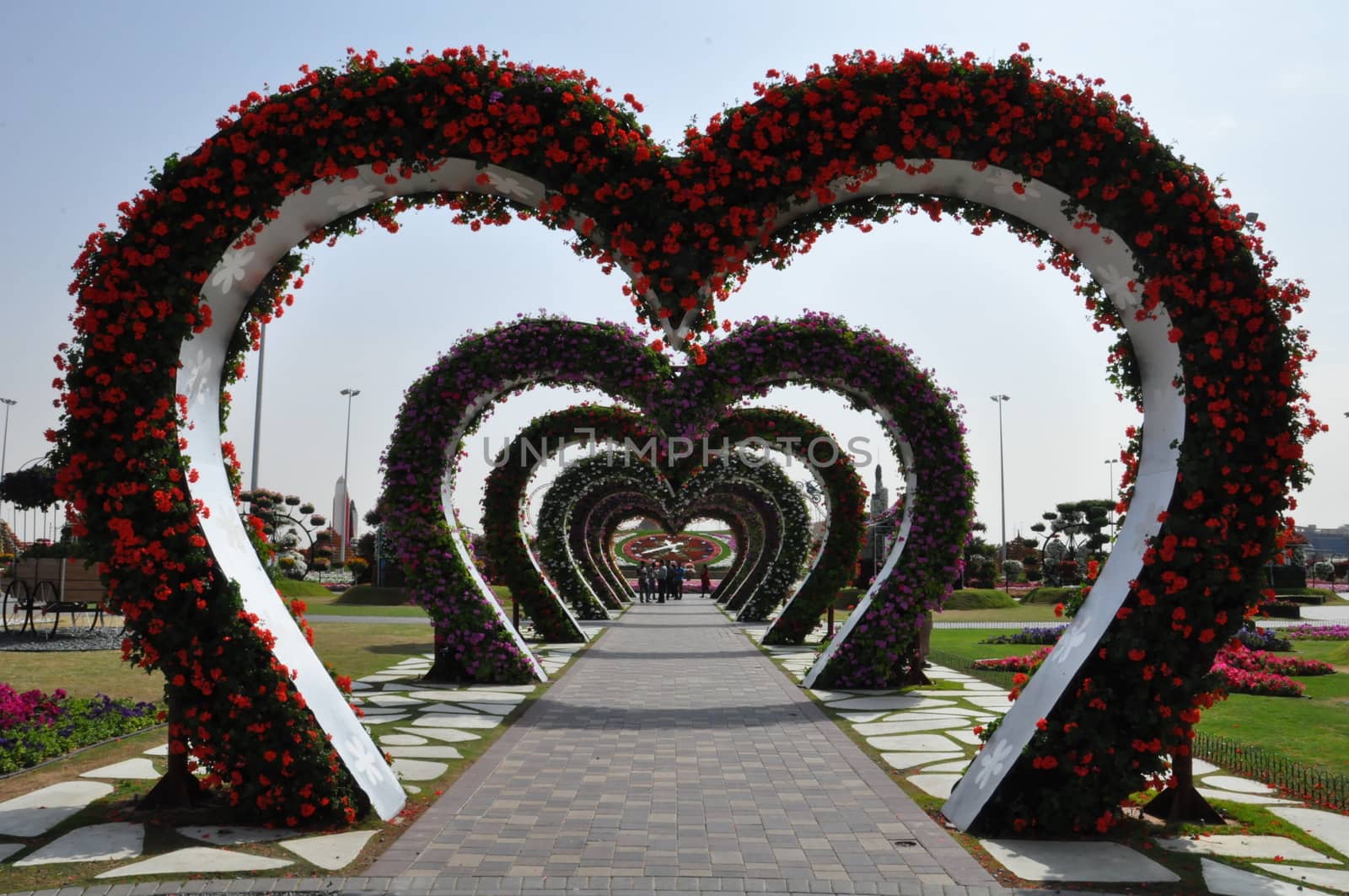 Dubai Miracle Garden in the UAE by sainaniritu