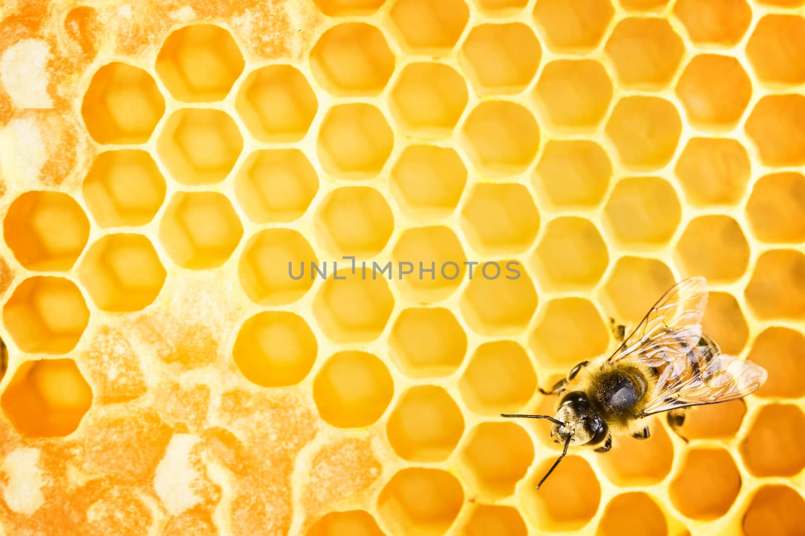 Working bee on honeycomb