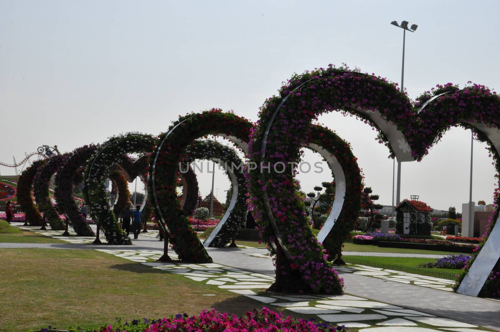 Dubai Miracle Garden in the UAE. It has over 45 million flowers.